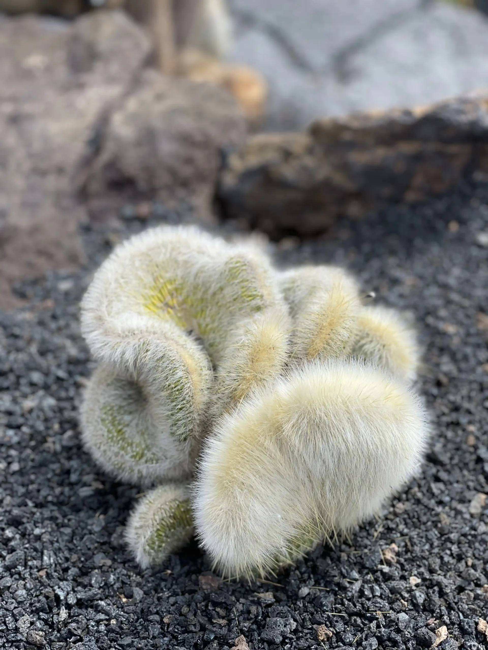Cactus de gran porte junto a las pasarelas del Jardín de Cactus de Guatiza, en Lanzarote - Foto propia La Maleta Inquieta, septiembre 2026