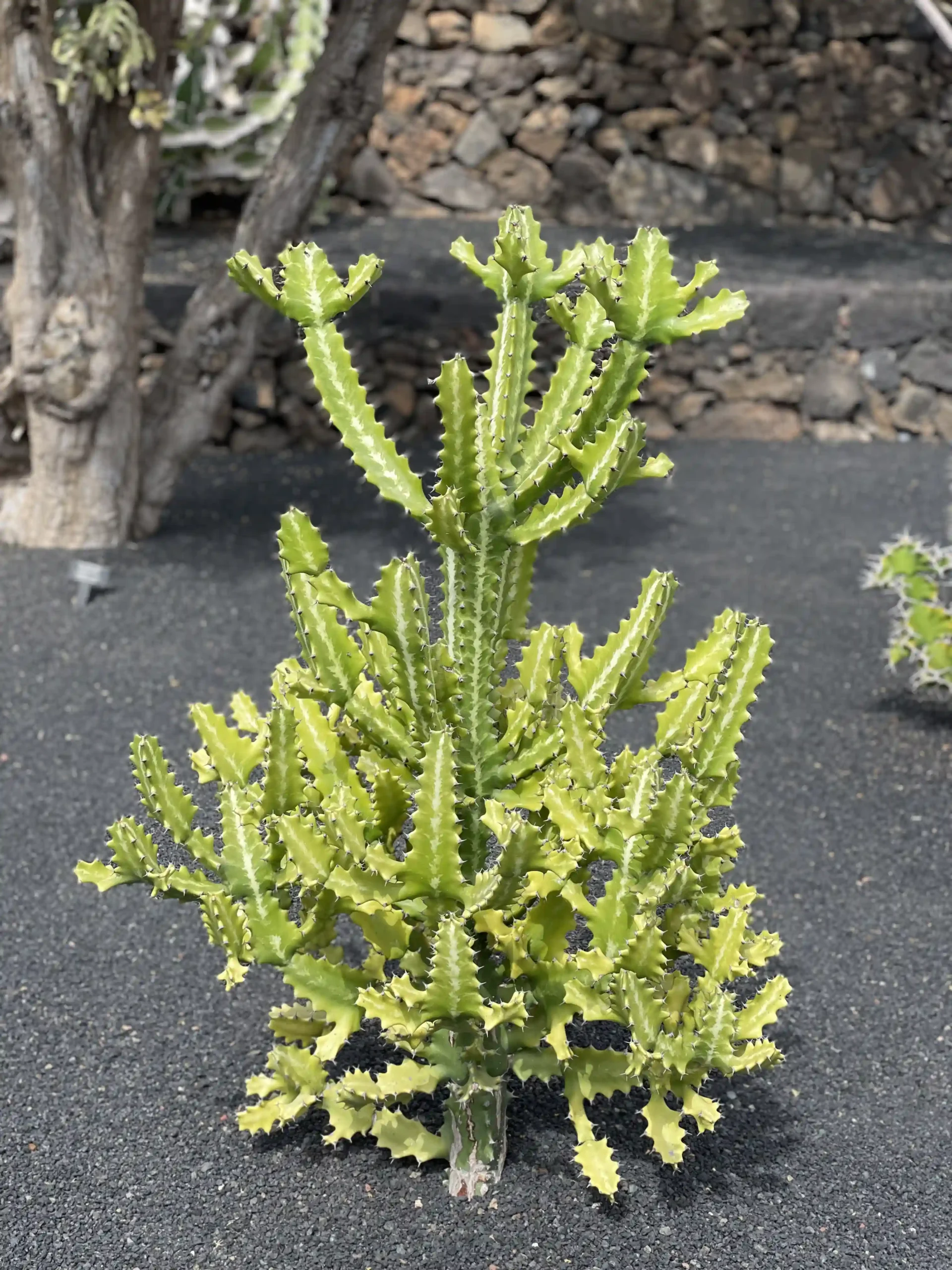 Detalle de las espinas de un cactus del Jardín de Cactus de Lanzarote - Foto propia La Maleta Inquieta, septiembre 2026