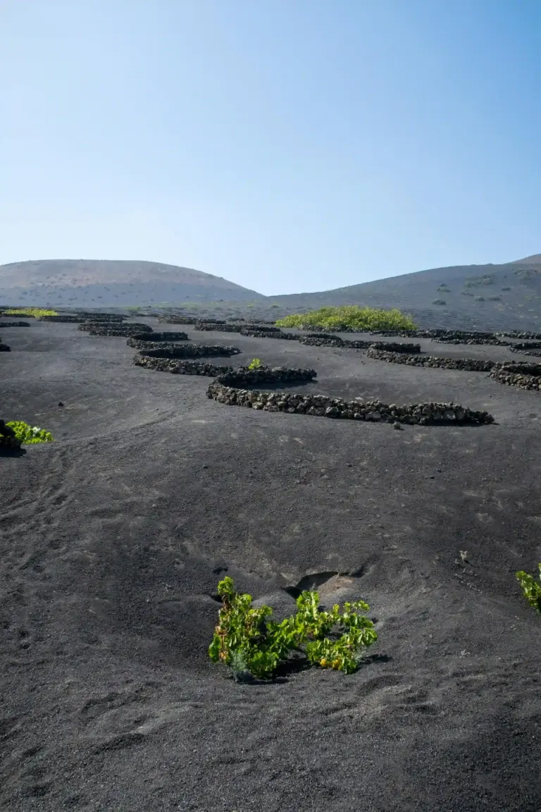 Viñedos de La Geria con hoyos volcánicos y semicírculos de piedra — Foto propia La Maleta Inquieta, abril 2024