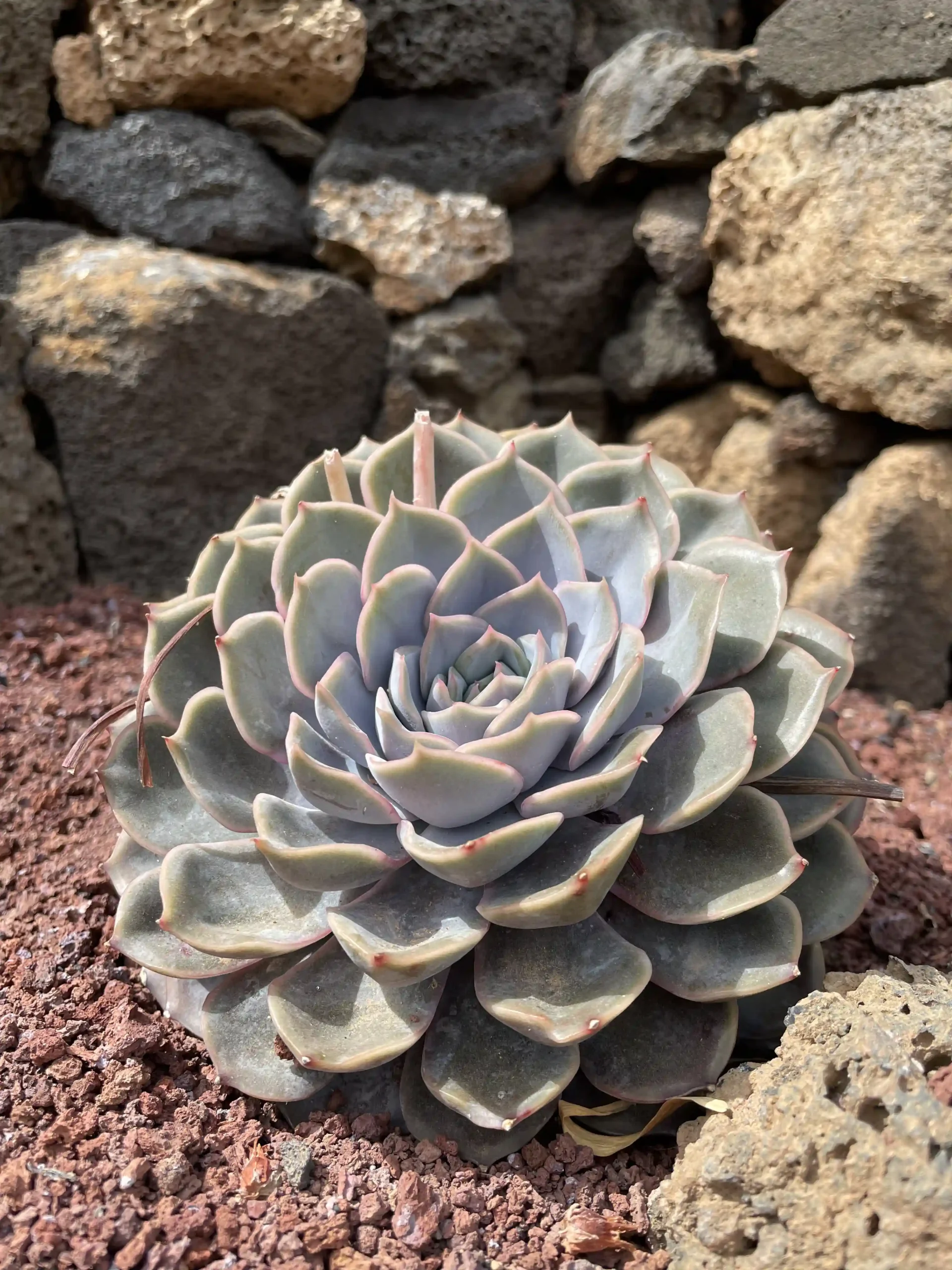 Suculenta de hojas carnosas en primer plano dentro del Jardín de Cactus de Lanzarote - Foto propia La Maleta Inquieta, septiembre 2026