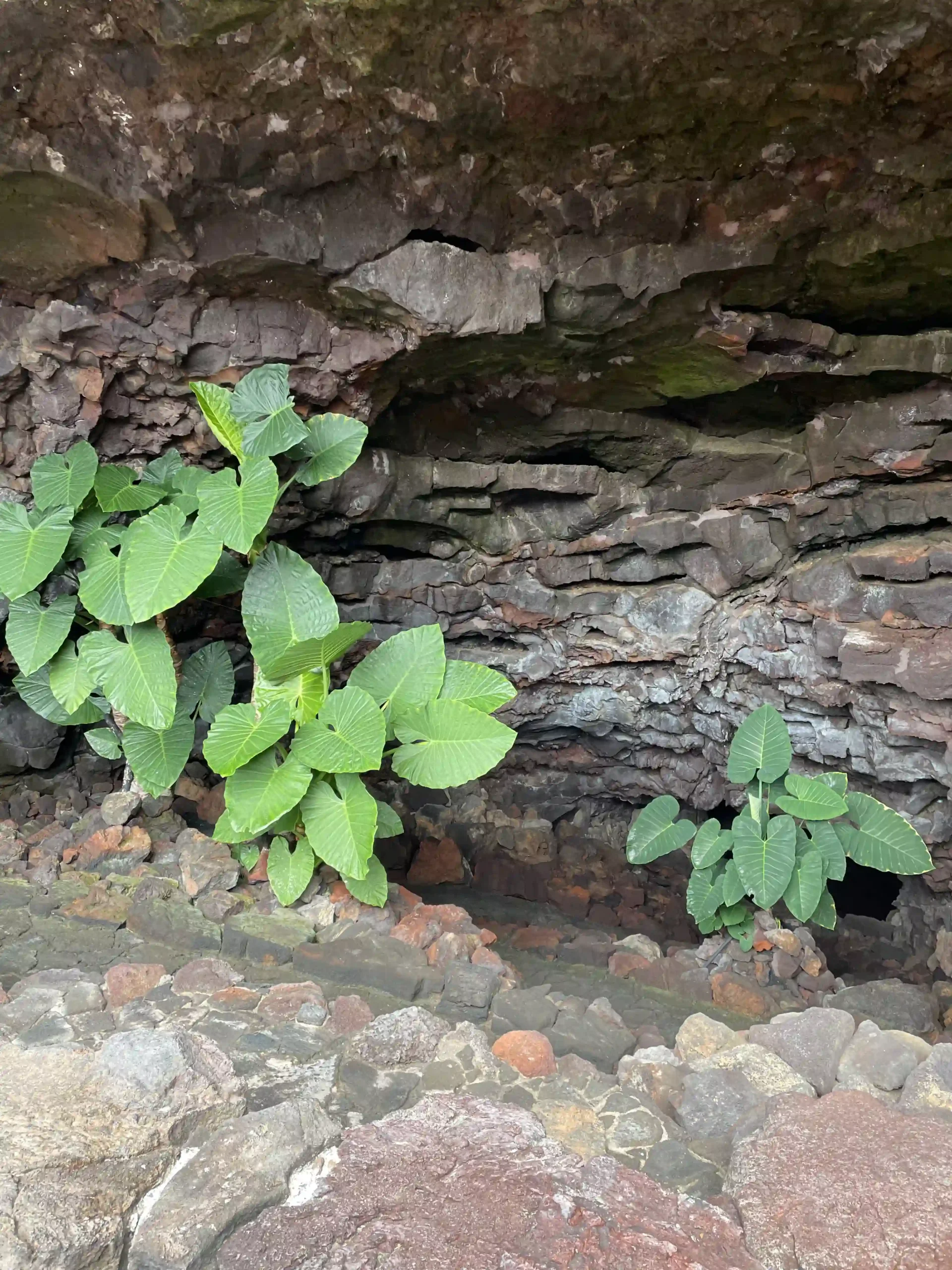 Vegetación verde a la entrada de la Cueva de los Verdes contrastando con el negro de la lava, Foto propia La Maleta Inquieta, septiembre 2026