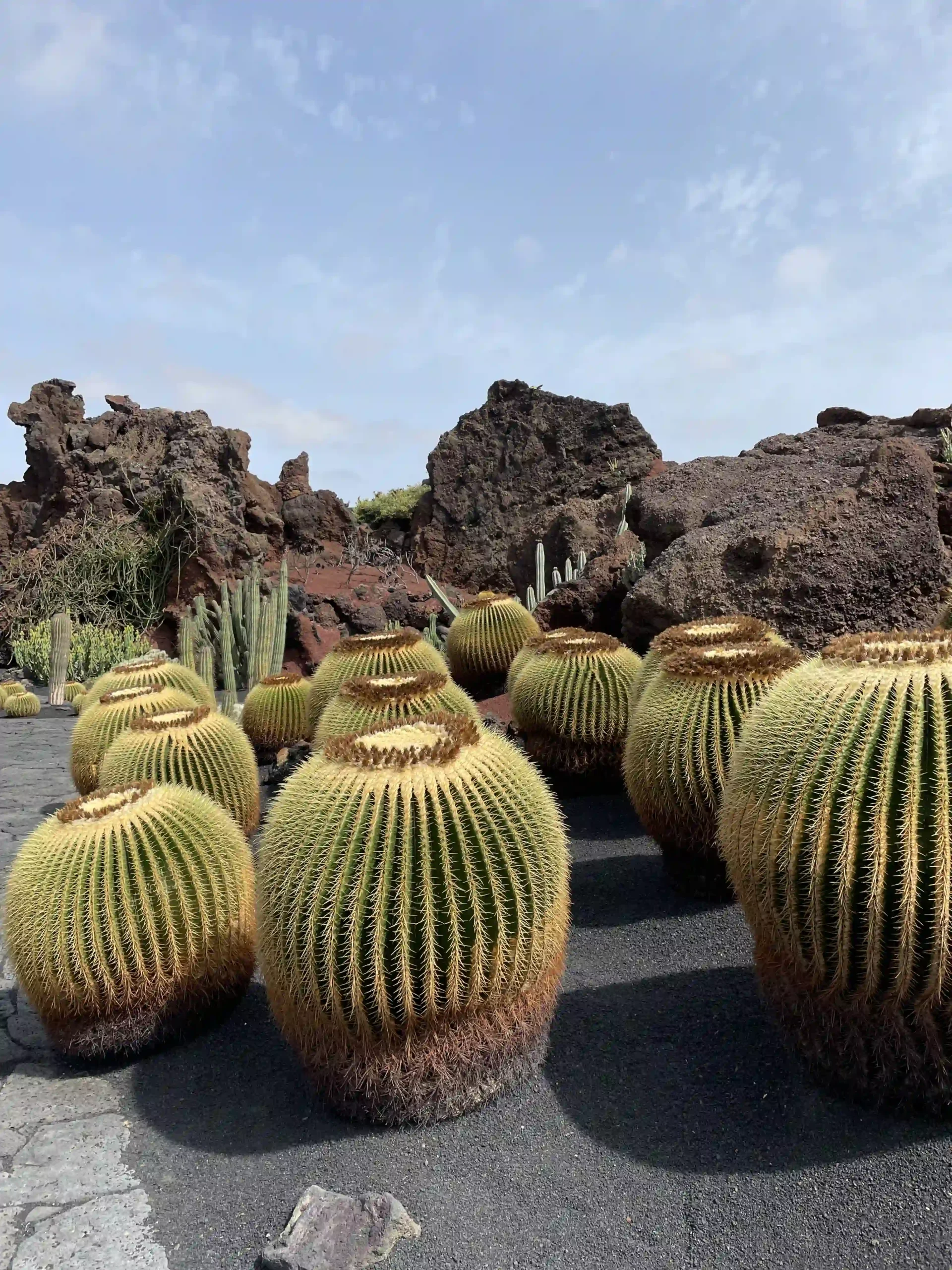 Vista general de las terrazas escalonadas del Jardín de Cactus con el molino de gofio al fondo - Foto propia La Maleta Inquieta, septiembre 2026
