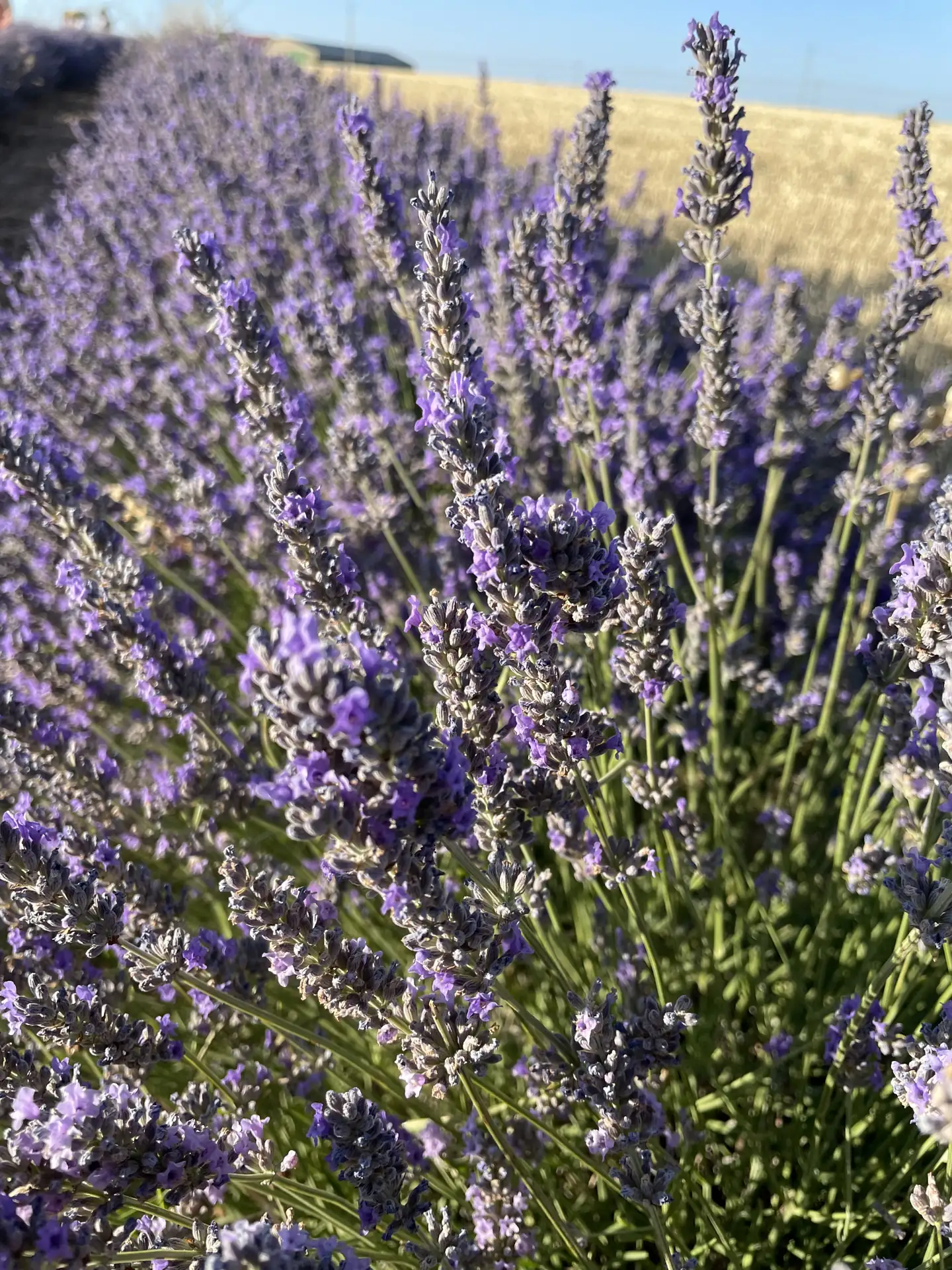 Espigas de lavanda de Brihuega en primer plano con una abeja sobre la flor. Foto propia La Maleta Inquieta, junio 2026.