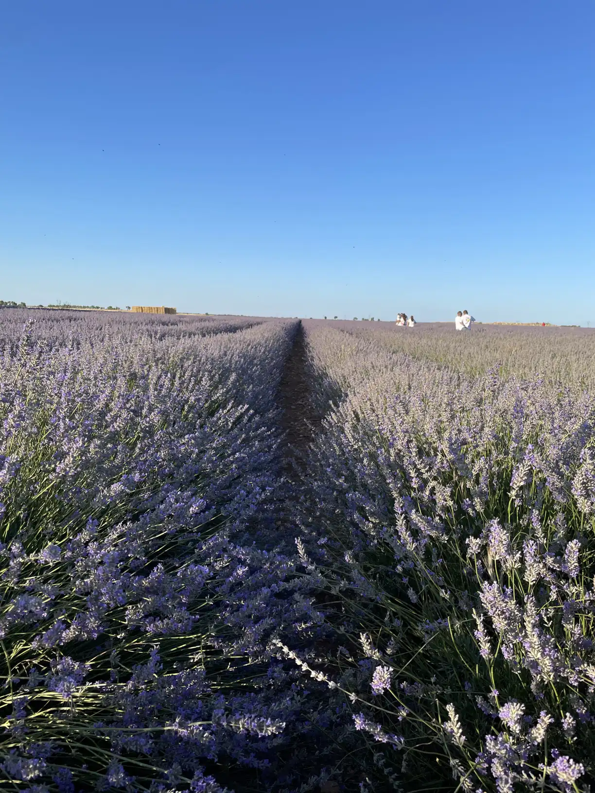 Hileras de lavanda de Brihuega convergiendo hacia el horizonte en una loma de la Alcarria. Foto propia La Maleta Inquieta, junio 2026.