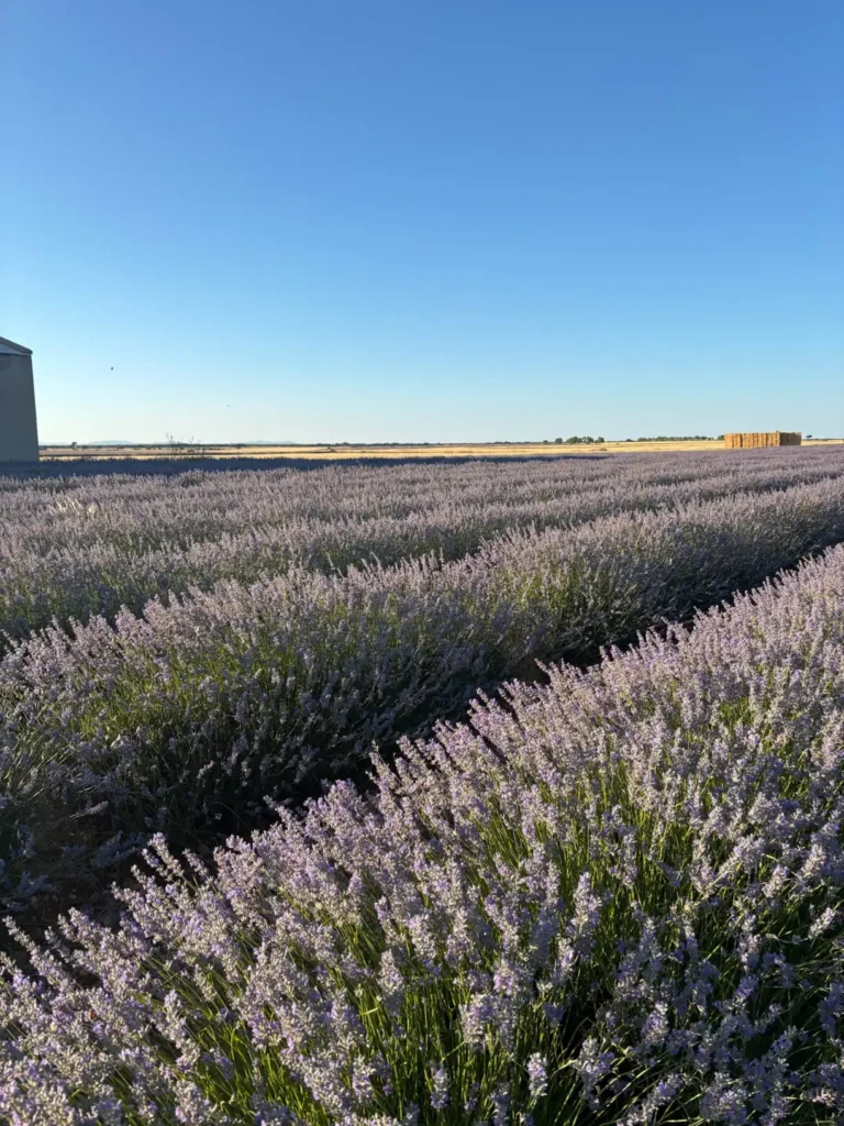 Vista panorámica de los campos de lavanda de Brihuega bajo un cielo azul despejado — Foto propia La Maleta Inquieta, junio 2026