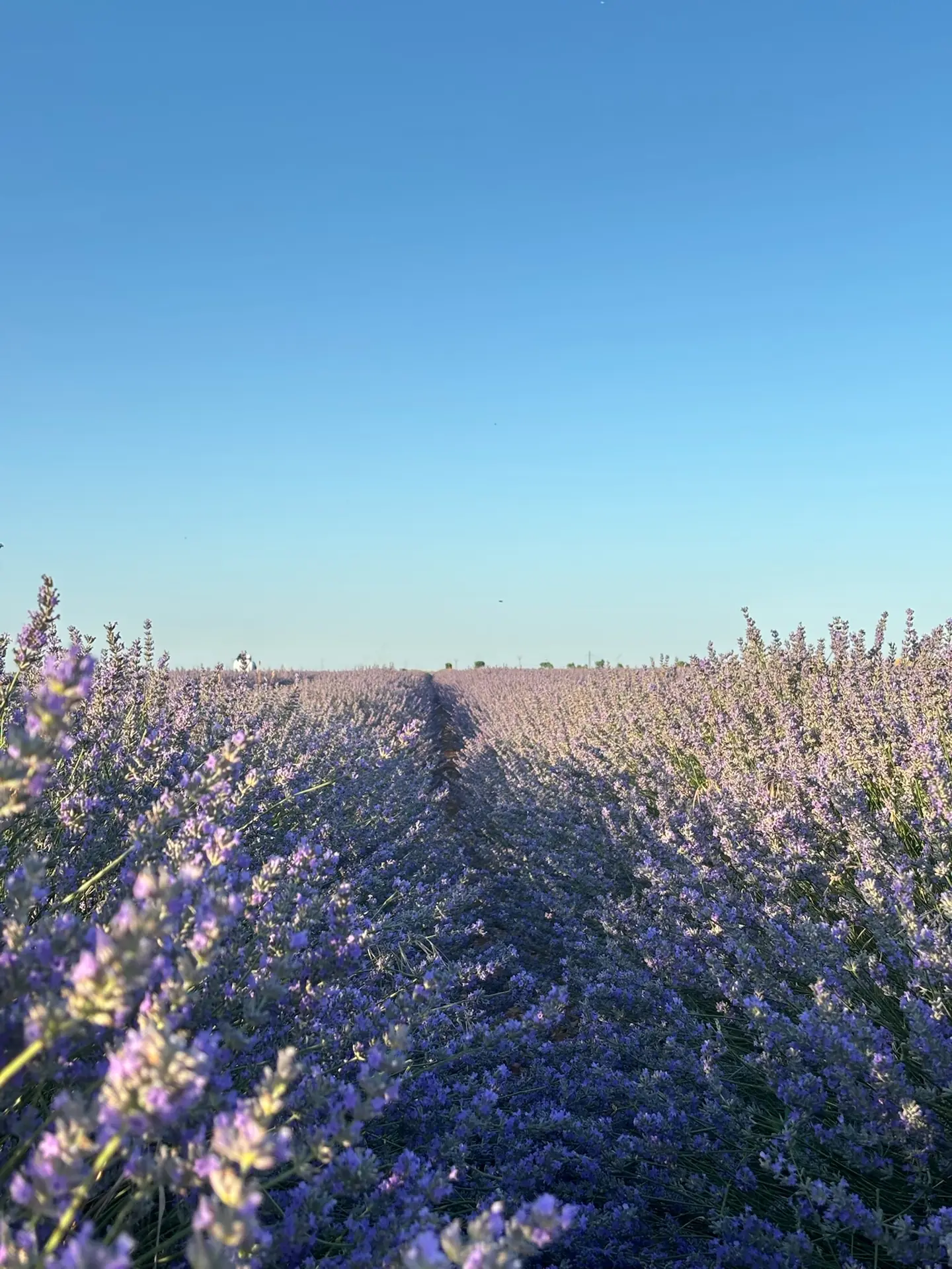 Campo de lavanda de Brihuega en plena floración con hileras moradas. Foto propia La Maleta Inquieta, junio 2026.