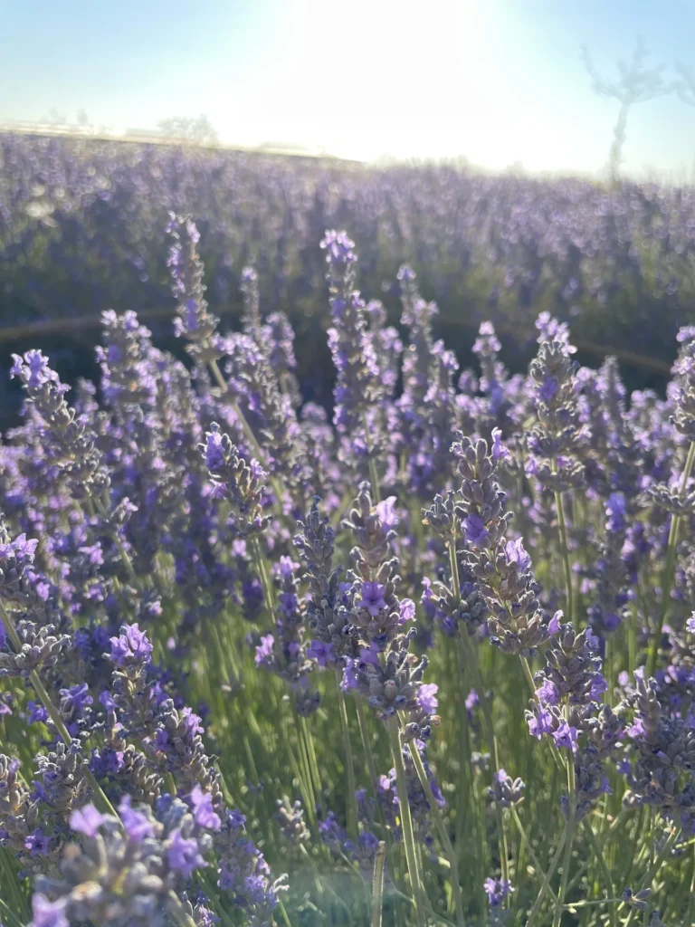 Campo de lavanda de Brihuega fotografiado a contraluz al atardecer — Foto propia La Maleta Inquieta, junio 2026