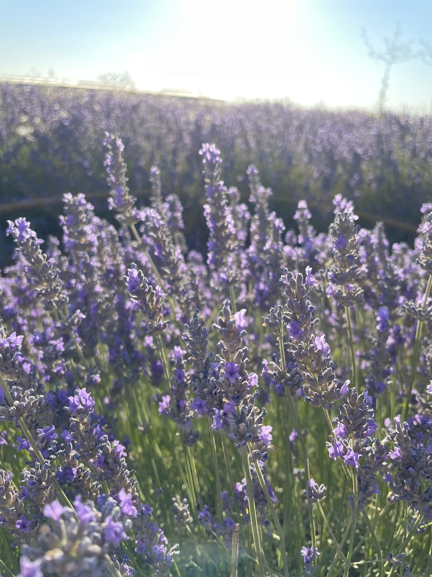 Atardecer a contraluz sobre los campos de lavanda de Brihuega, ambiente del Festival de la Lavanda (La Maleta Inquieta)