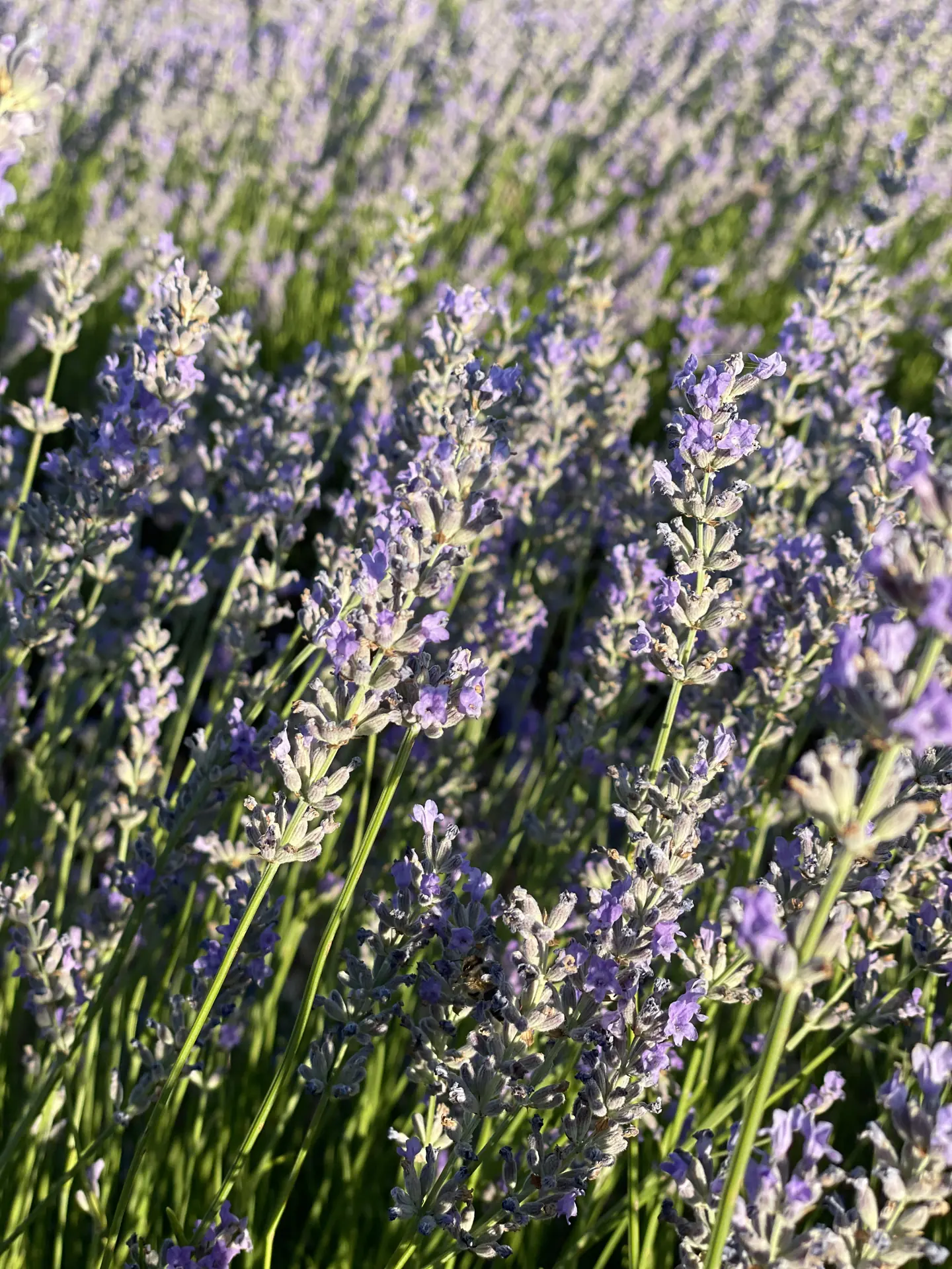 Detalle de espigas de lavanda de Brihuega a contraluz con el fondo difuminado (La Maleta Inquieta)