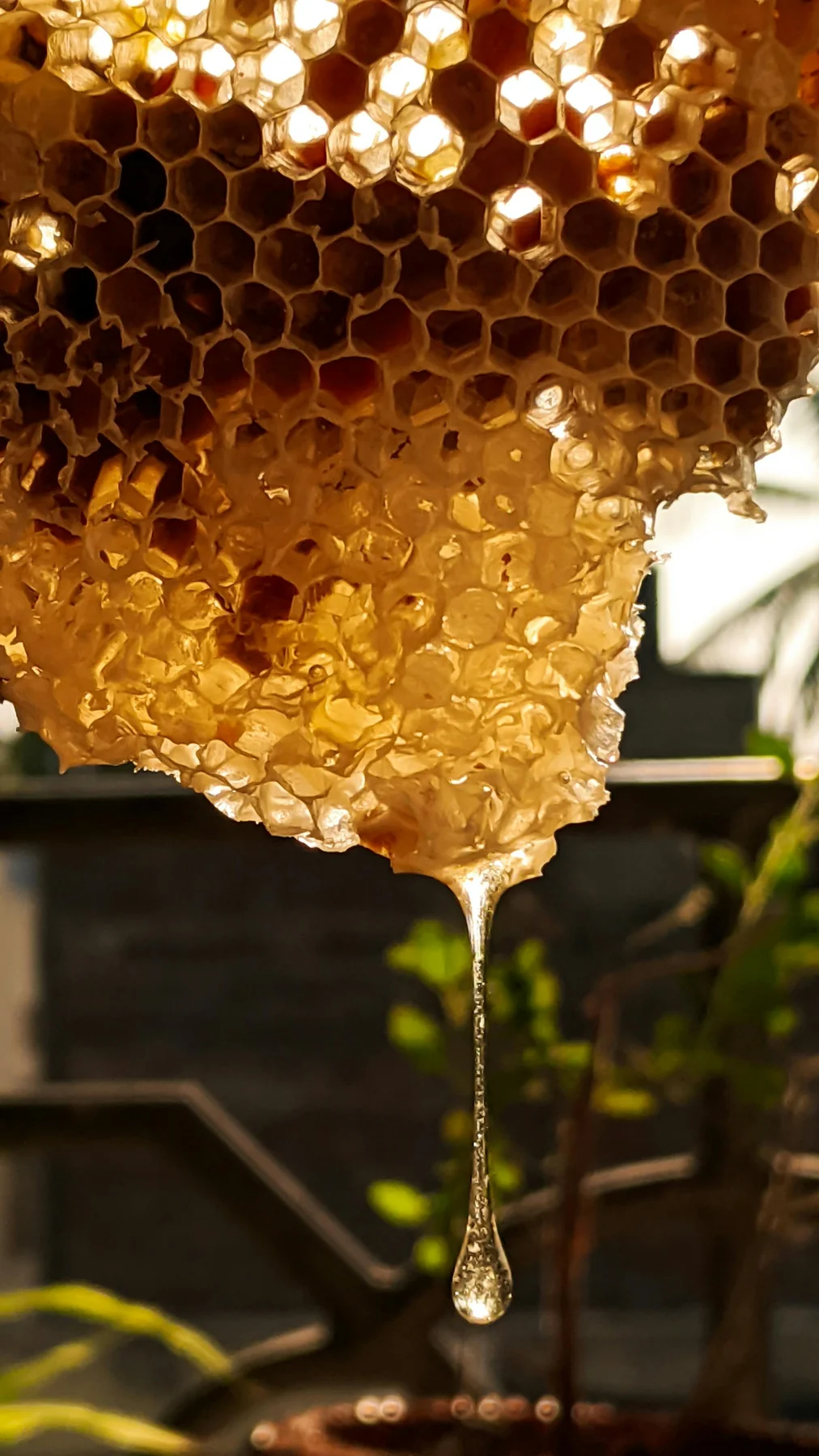 Panal de abeja goteando miel de la Alcarria, producto con DOP de Brihuega. Foto propia La Maleta Inquieta, junio 2026