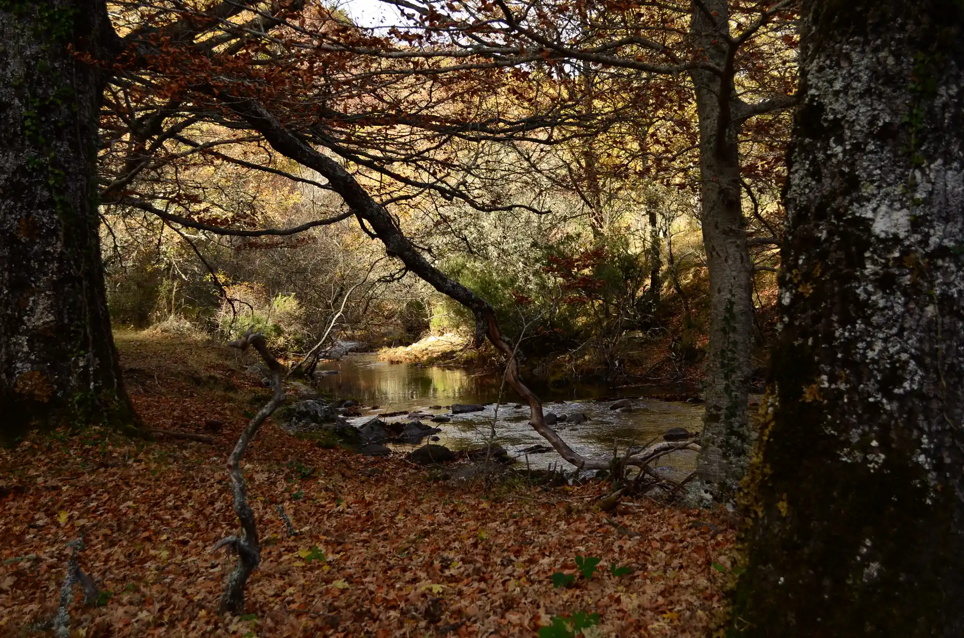 Hayas centenarias del Hayedo de Montejo con la hojarasca dorada cubriendo el suelo del bosque.