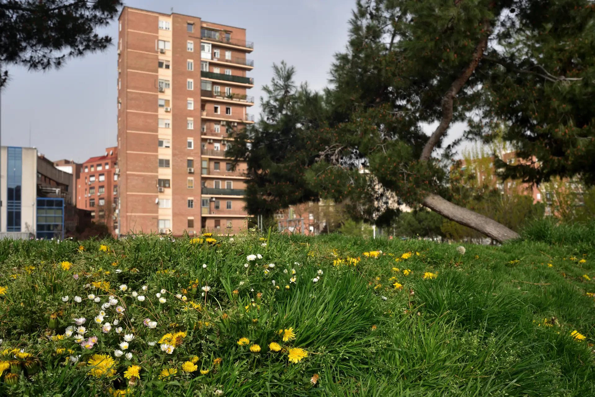 Amplia zona verde arbolada del oeste de Madrid, junto al entorno de la Casa de Campo. Foto propia La Maleta Inquieta, julio 2026