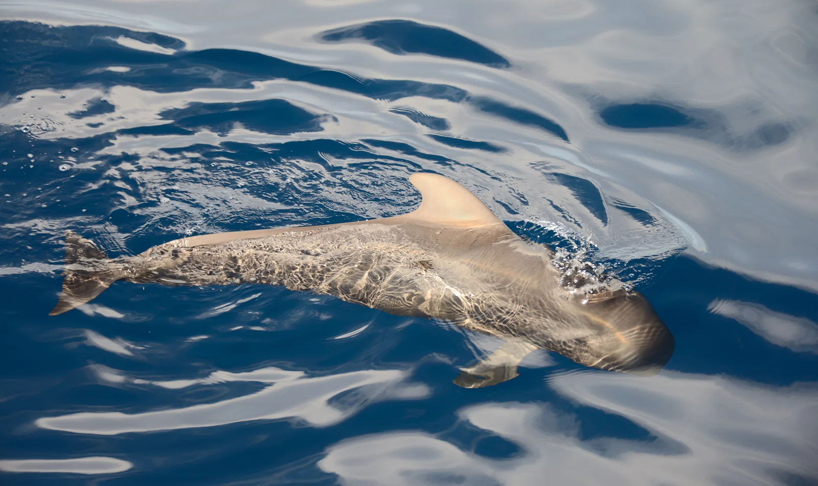 Avistamiento de cetaceos frente a la costa de Tenerife