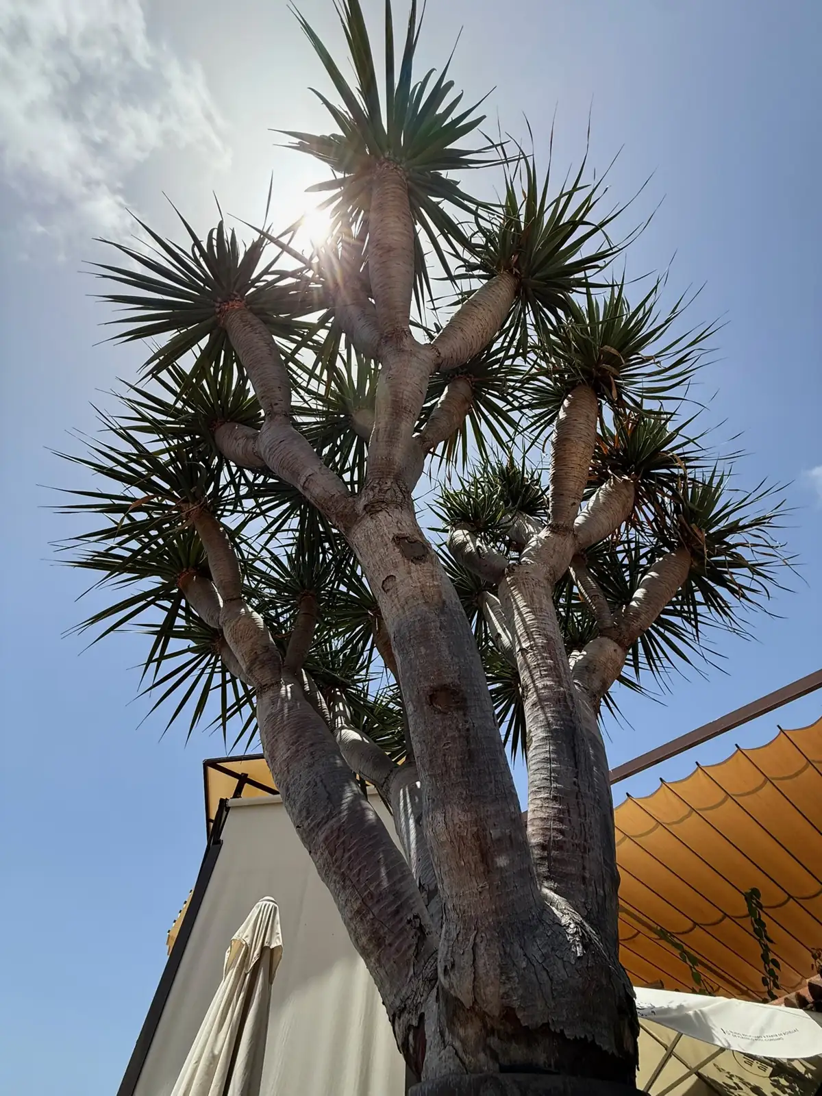 Un drago canario visto desde abajo junto a la terraza de un restaurante en Tenerife. Foto propia La Maleta Inquieta, agosto 2026.