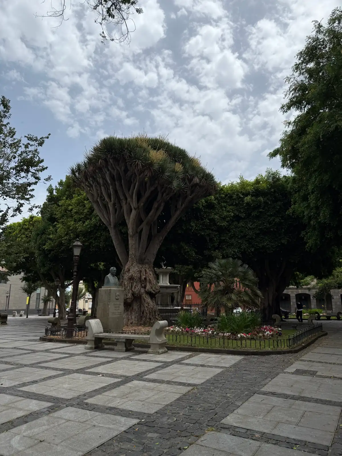 Drago centenario de La Laguna (NO el Milenario de Icod), ejemplar de la misma especie Dracaena draco. Foto propia La Maleta Inquieta, agosto 2026.
