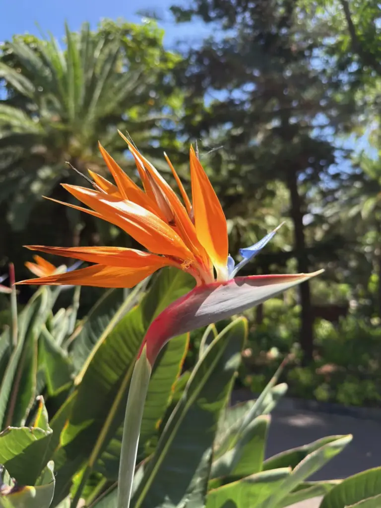 Flor ave del paraíso con sus característicos pétalos naranjas y azules en un jardín. Foto propia La Maleta Inquieta, julio 2026.