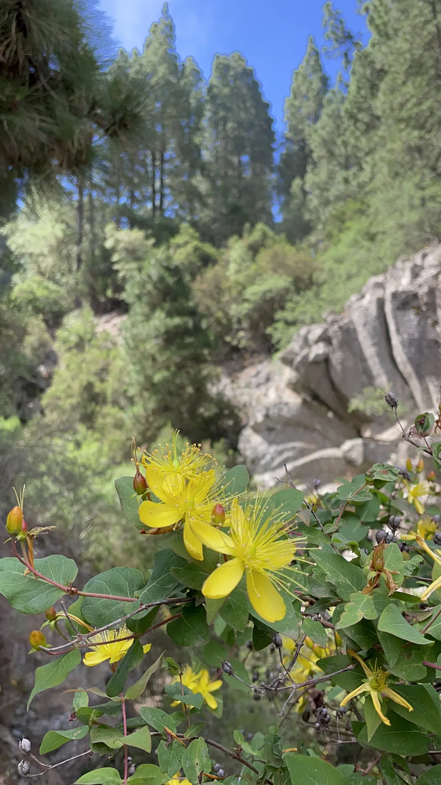 Flores amarillas de hipérico en una zona húmeda y sombría del interior de Tenerife. Foto propia La Maleta Inquieta, agosto 2026