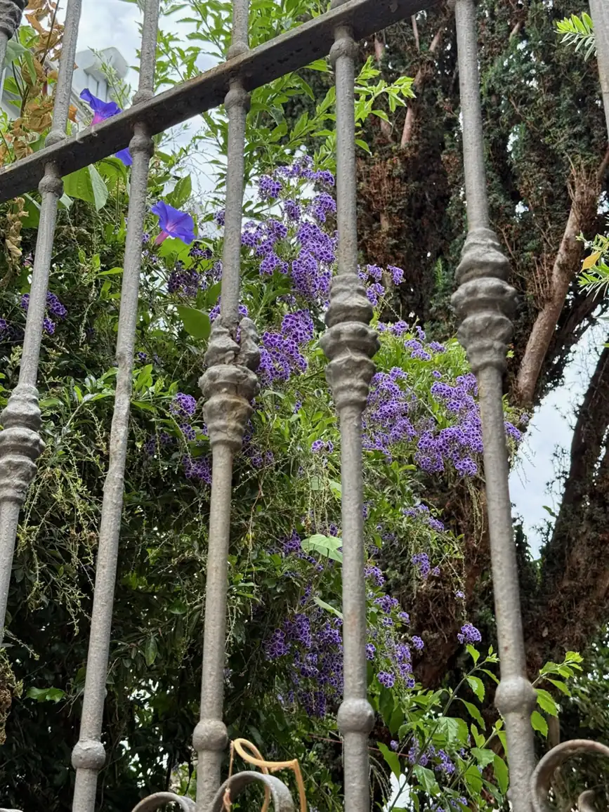 Patio interior de una casa-palacio de La Laguna con galería de madera y árboles. Foto propia La Maleta Inquieta, agosto 2026