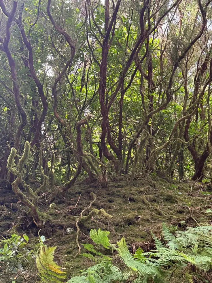 Interior del bosque de laurisilva de Anaga con musgo, helechos y luz. Foto propia La Maleta Inquieta, julio 2026.