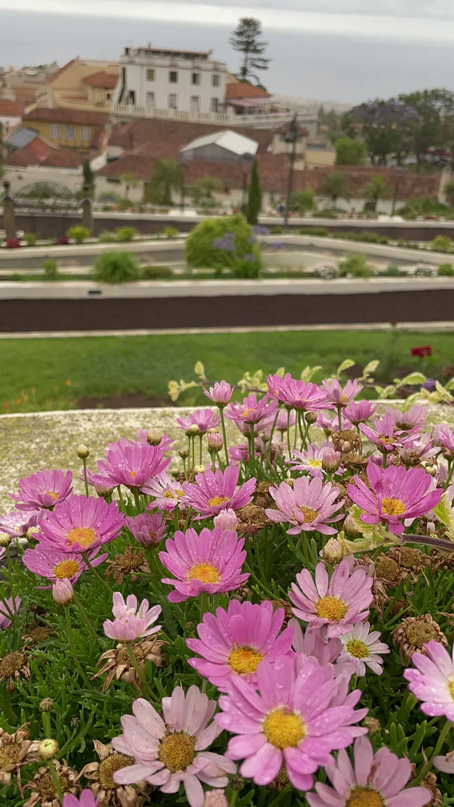 Jardín de La Orotava con flores en primer plano y edificios históricos del casco al fondo. Foto propia La Maleta Inquieta, agosto 2026