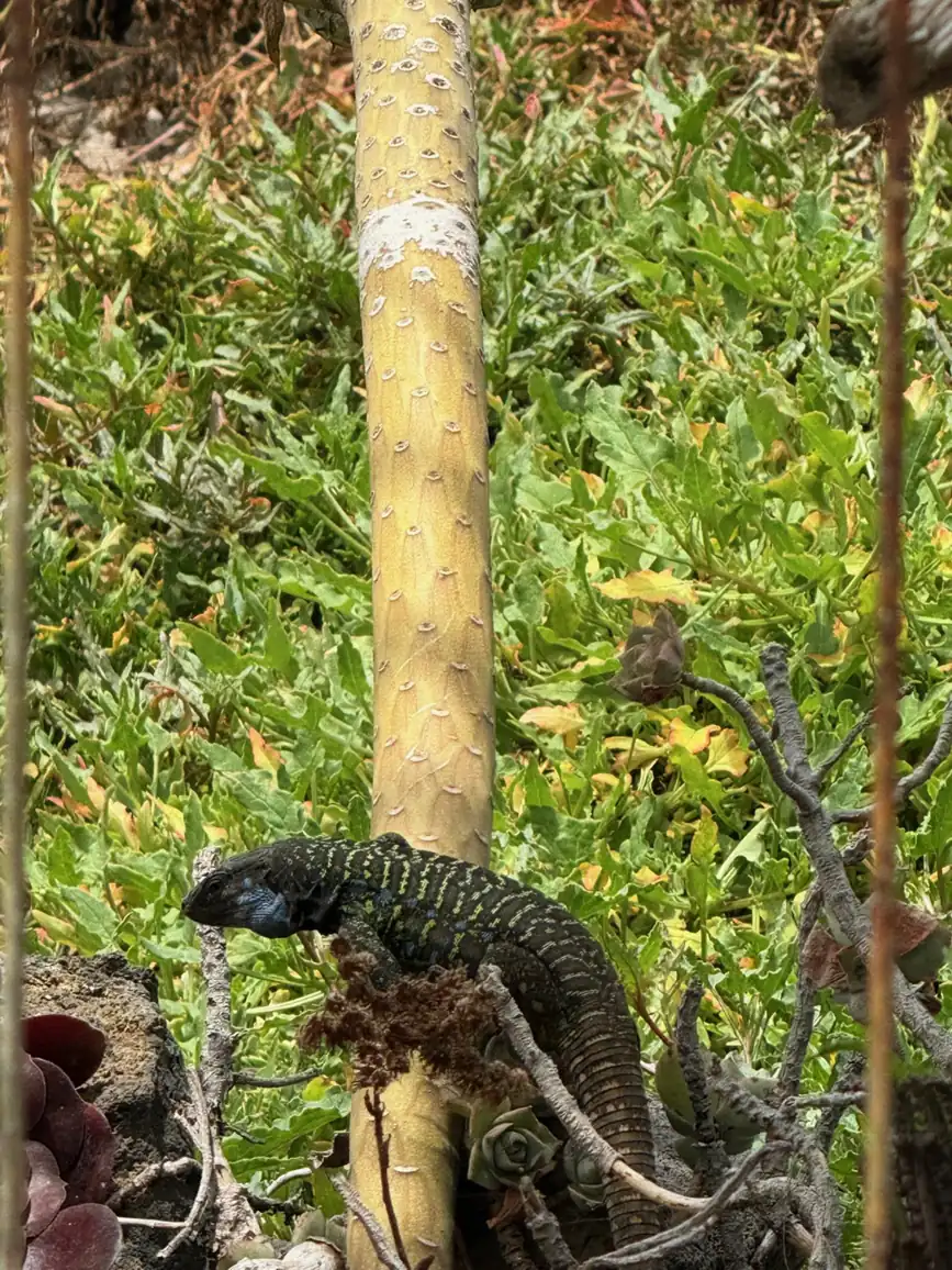 Lagarto entre las suculentas de uno de los recintos del Loro Parque. Foto propia La Maleta Inquieta, agosto 2026.