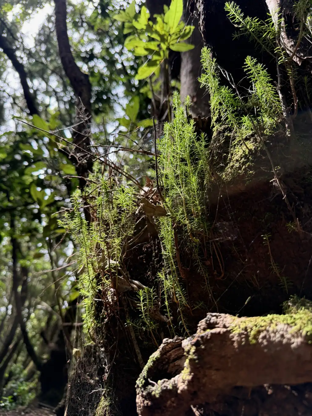 Crestas y laderas del macizo de Anaga bajando escalonadas hacia la costa entre pinos. Foto propia La Maleta Inquieta, agosto 2026