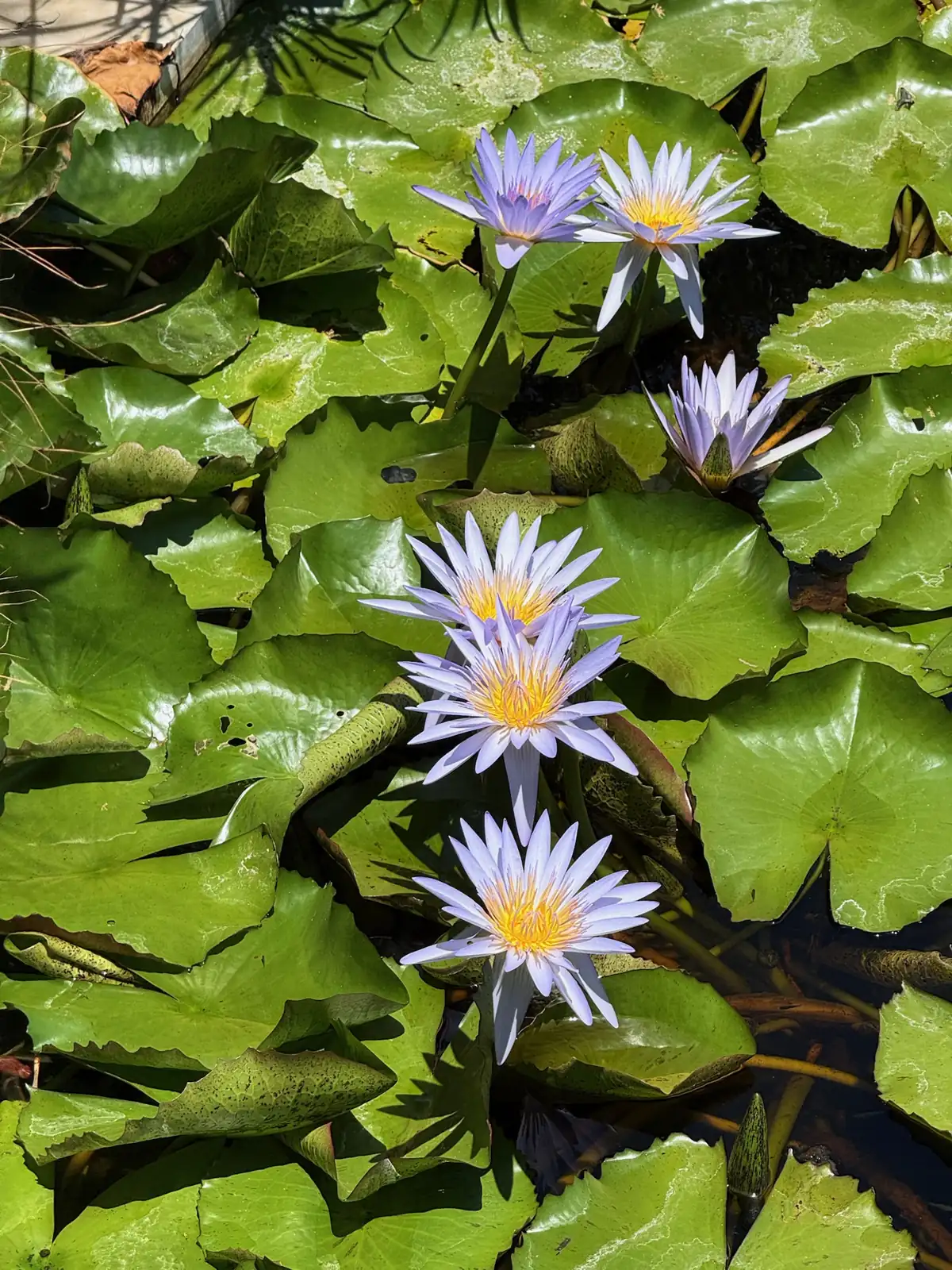 Nenúfares morados sobre un estanque del jardín botánico de Puerto de la Cruz. Foto propia La Maleta Inquieta, agosto 2026