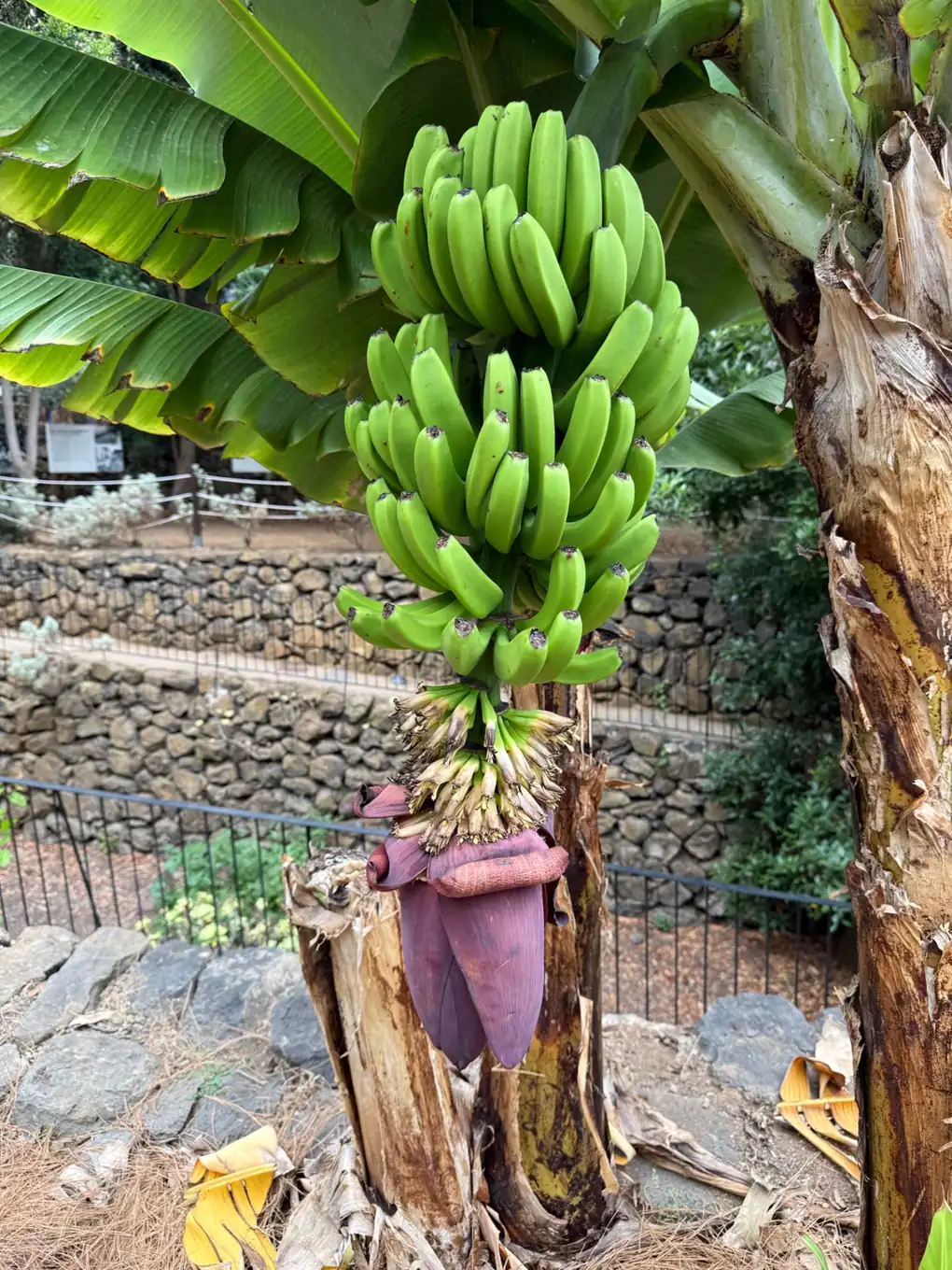 Racimo de plátanos verdes colgando en una platanera del norte de Tenerife. Foto propia La Maleta Inquieta, agosto 2026