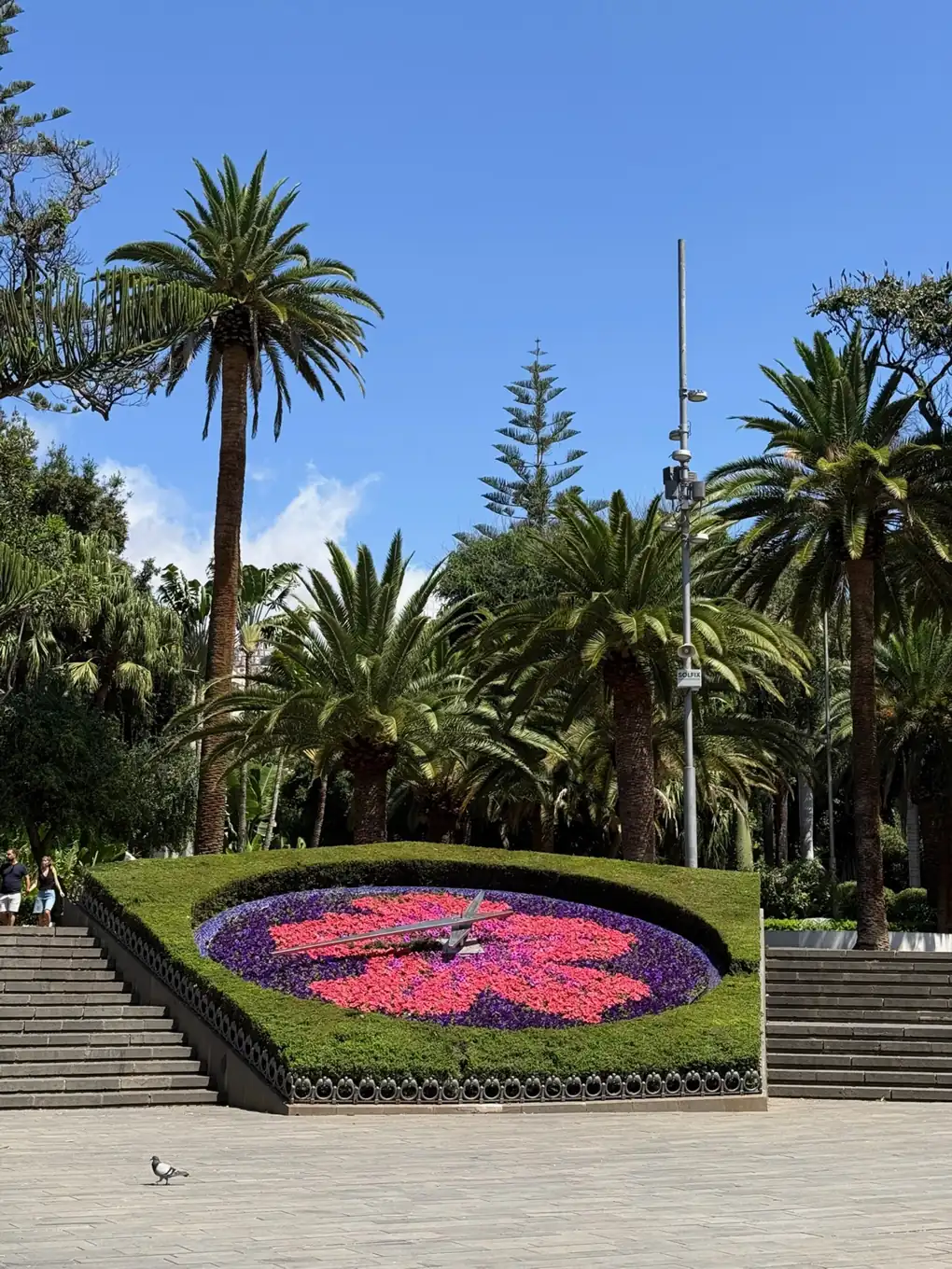 Nenúfares morados flotando en un estanque de un jardín subtropical de Tenerife. Foto propia La Maleta Inquieta, agosto de 2026