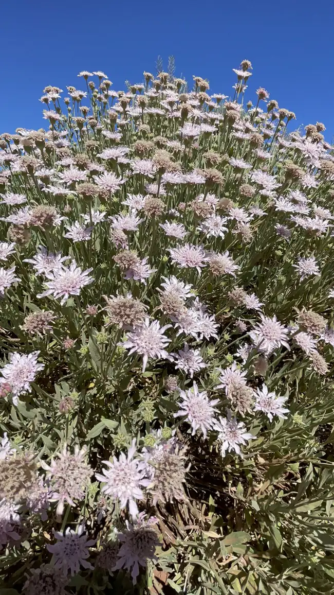 Flores rosadas de retama del Teide en primer plano con el cielo azul detrás. Foto propia La Maleta Inquieta, agosto 2026.
