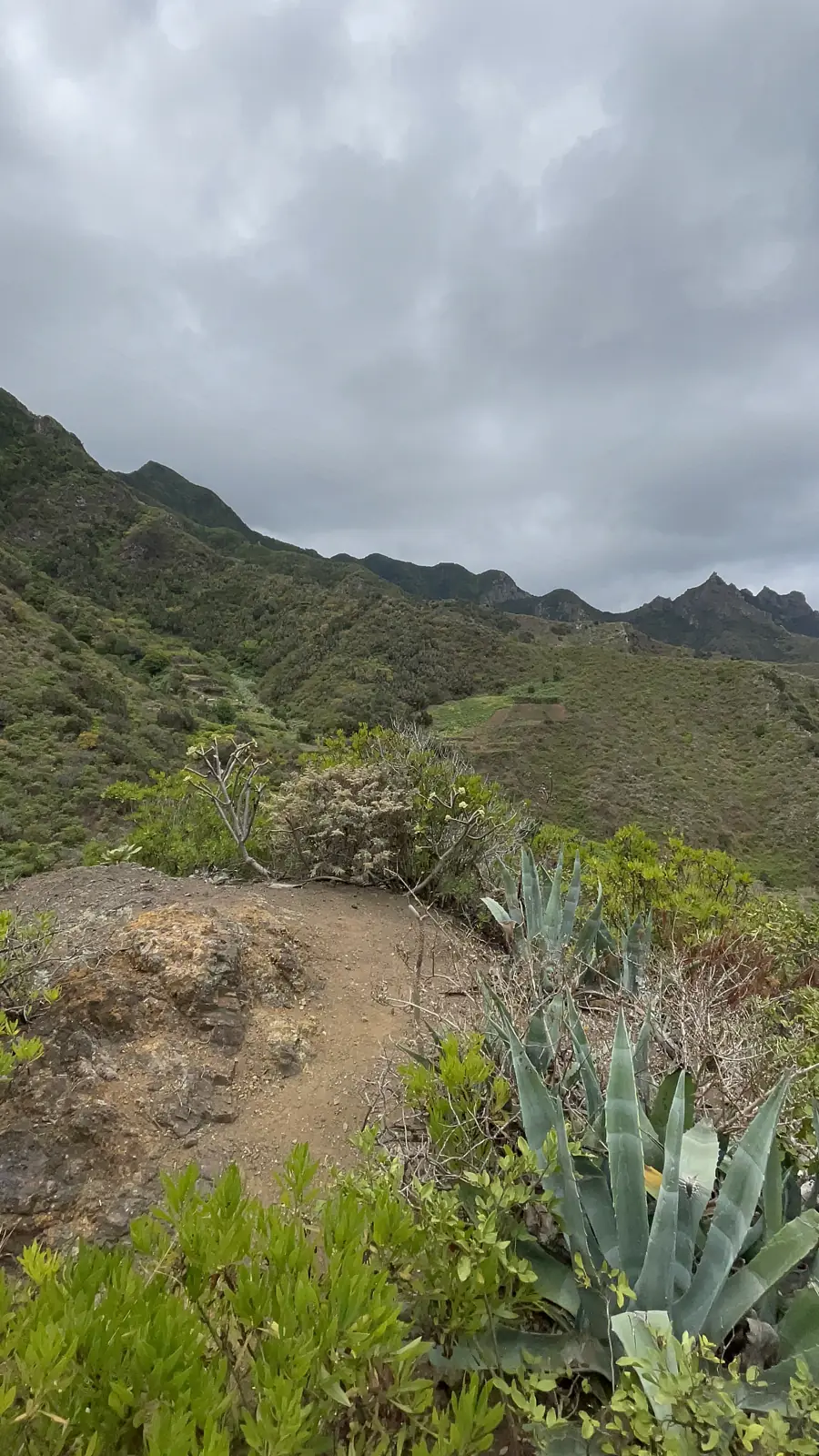 Sendero estrecho de tierra entre suculentas y matorral en las laderas de Anaga sobre el mar. Foto propia La Maleta Inquieta, agosto 2026