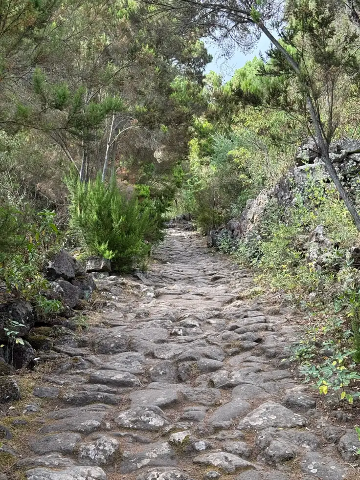 Sendero de piedra volcánica entre pinar canario que sube a la Cueva del Viento. Foto propia La Maleta Inquieta, agosto 2026