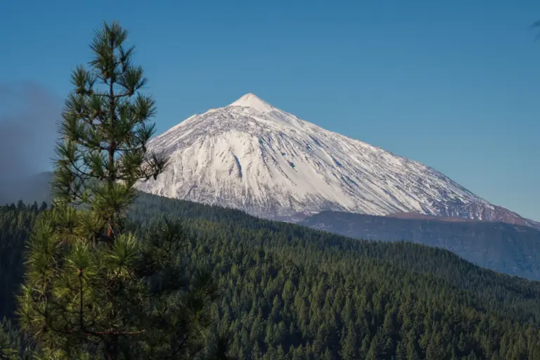El Teide nevado en invierno con el pinar canario en primer plano bajo un cielo azul, Tenerife
