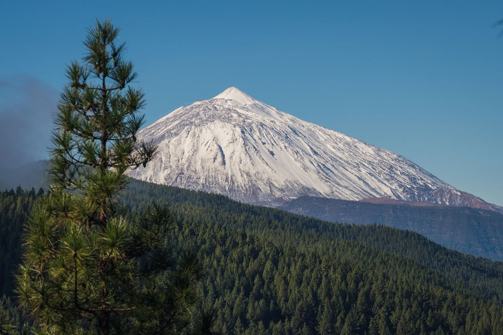 El Teide nevado en invierno con el pinar canario en primer plano bajo un cielo azul, Tenerife