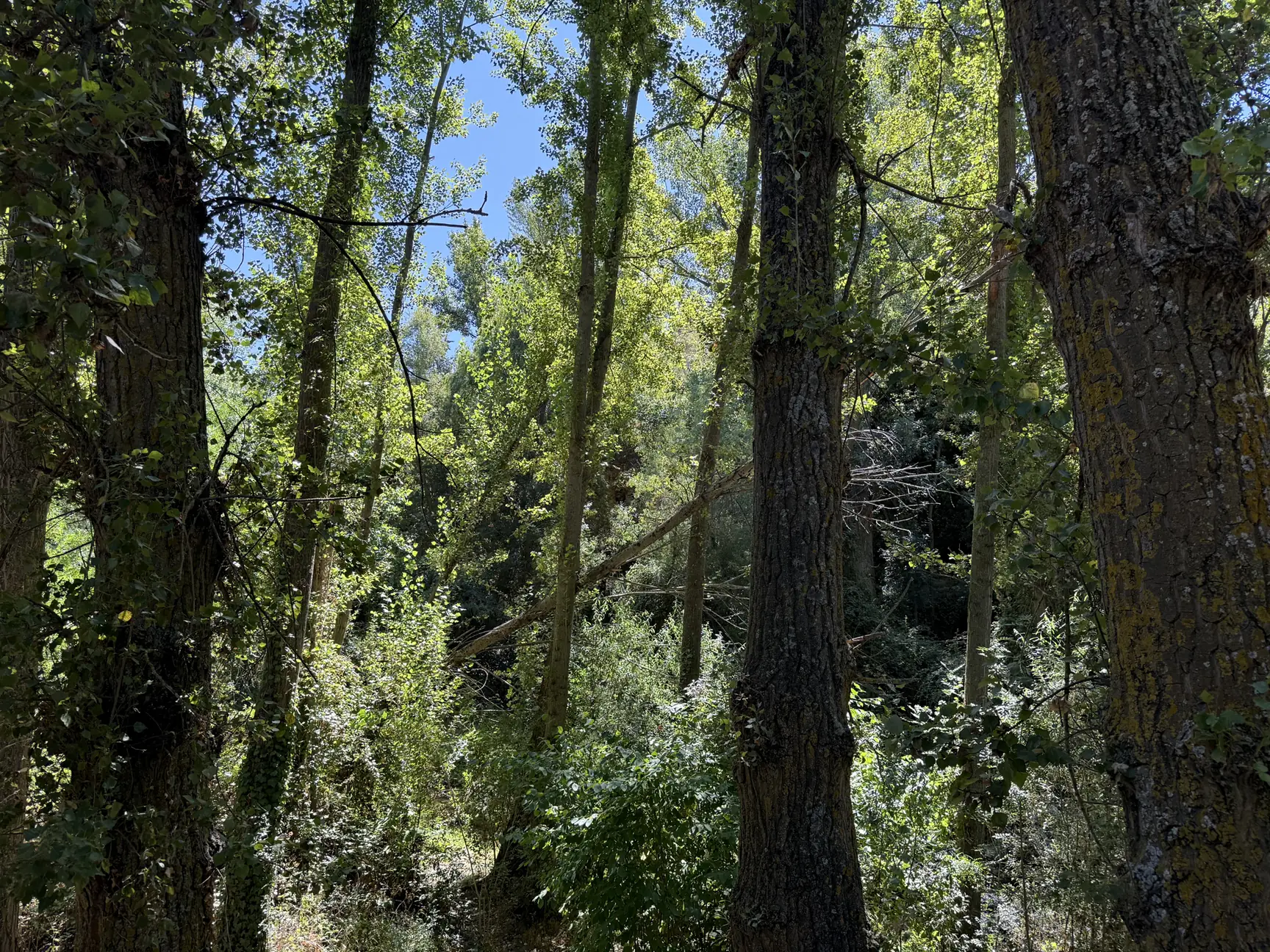 Bosque denso con luz natural filtrada entre las copas cerca del Alcázar, Foto propia La Maleta Inquieta, octubre 2026