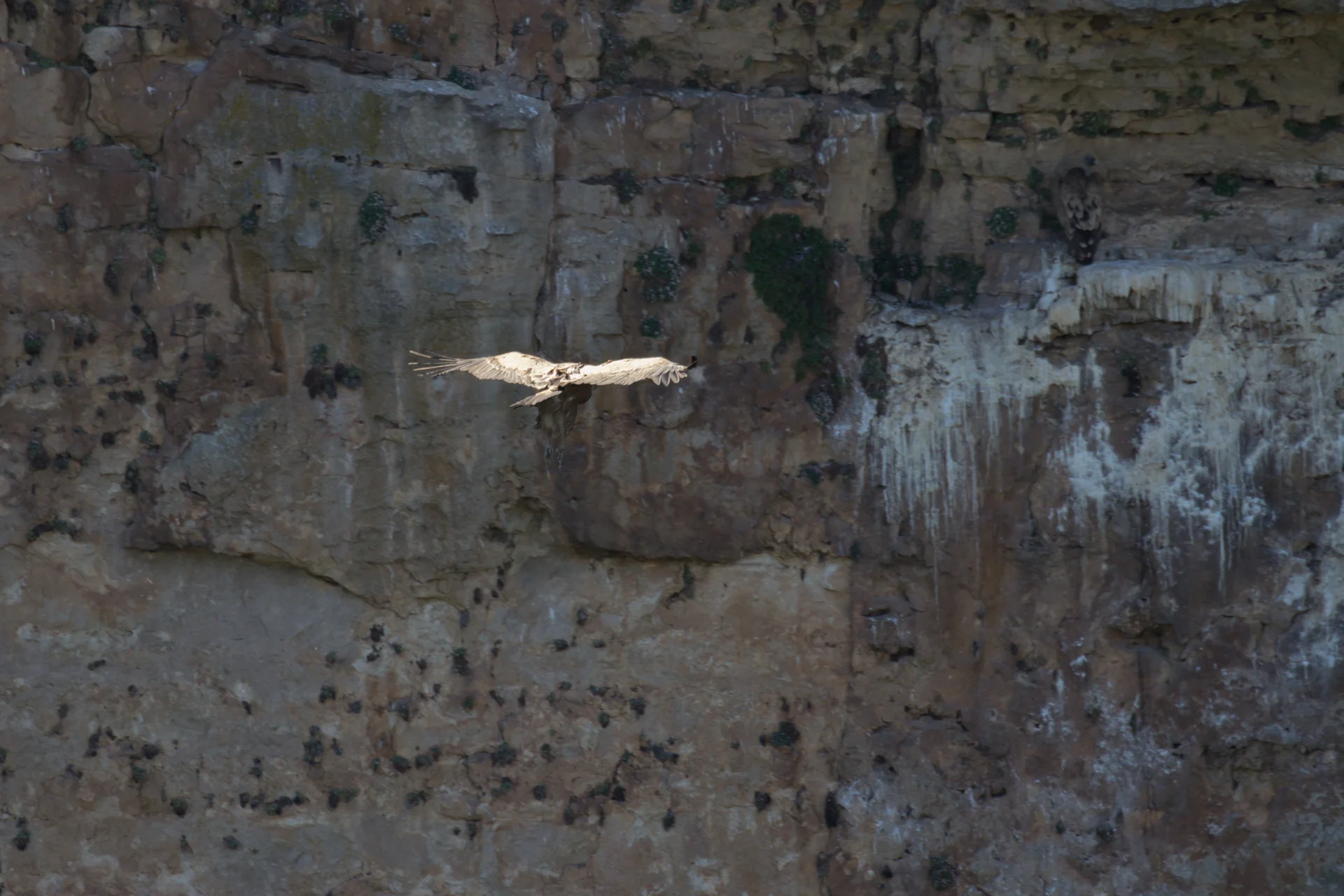 Buitre leonado volando sobre los cortados de roca del canon del Duraton, donde cria la colonia de las Hoces.