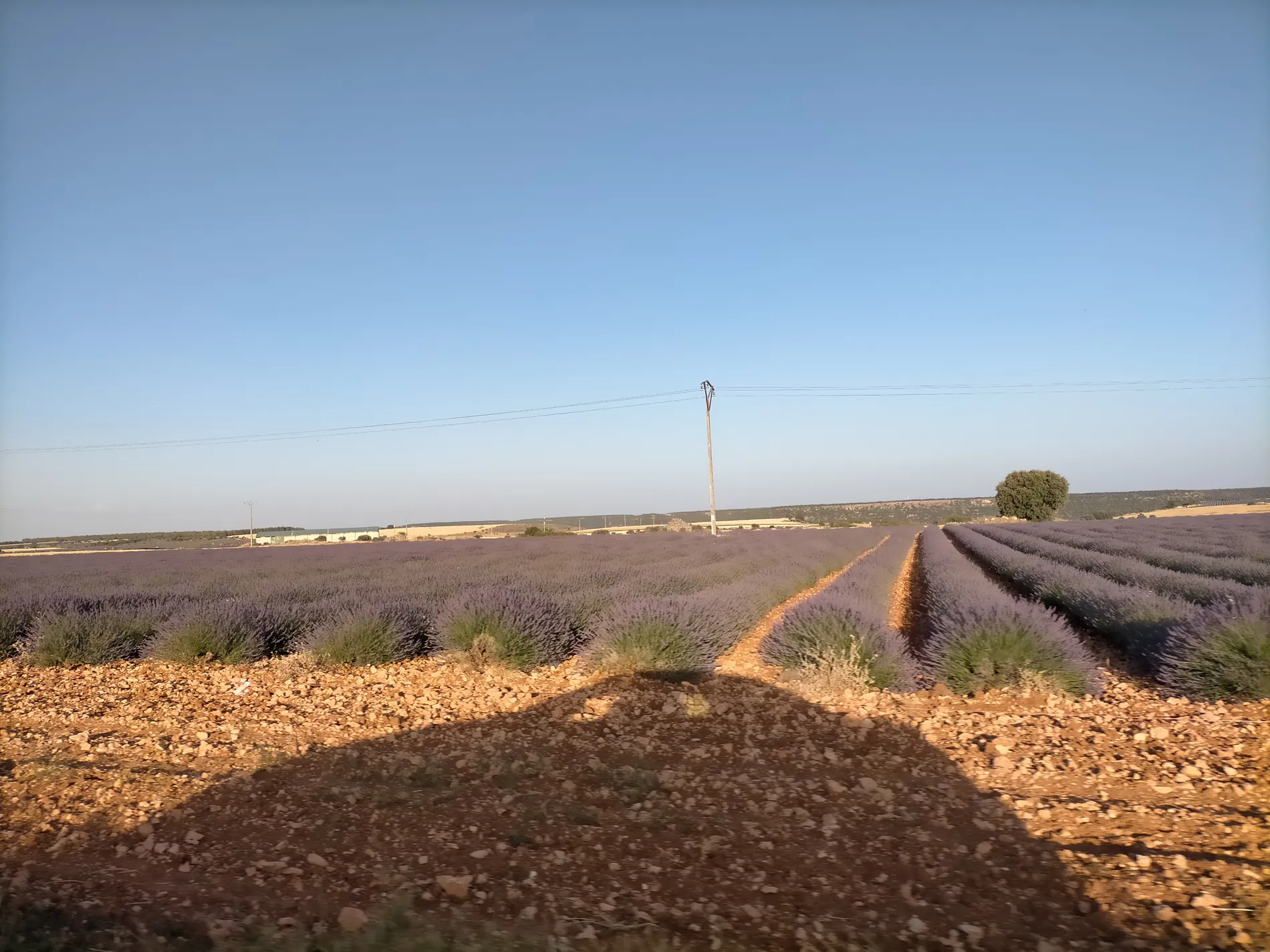 Campos de lavanda de Brihuega