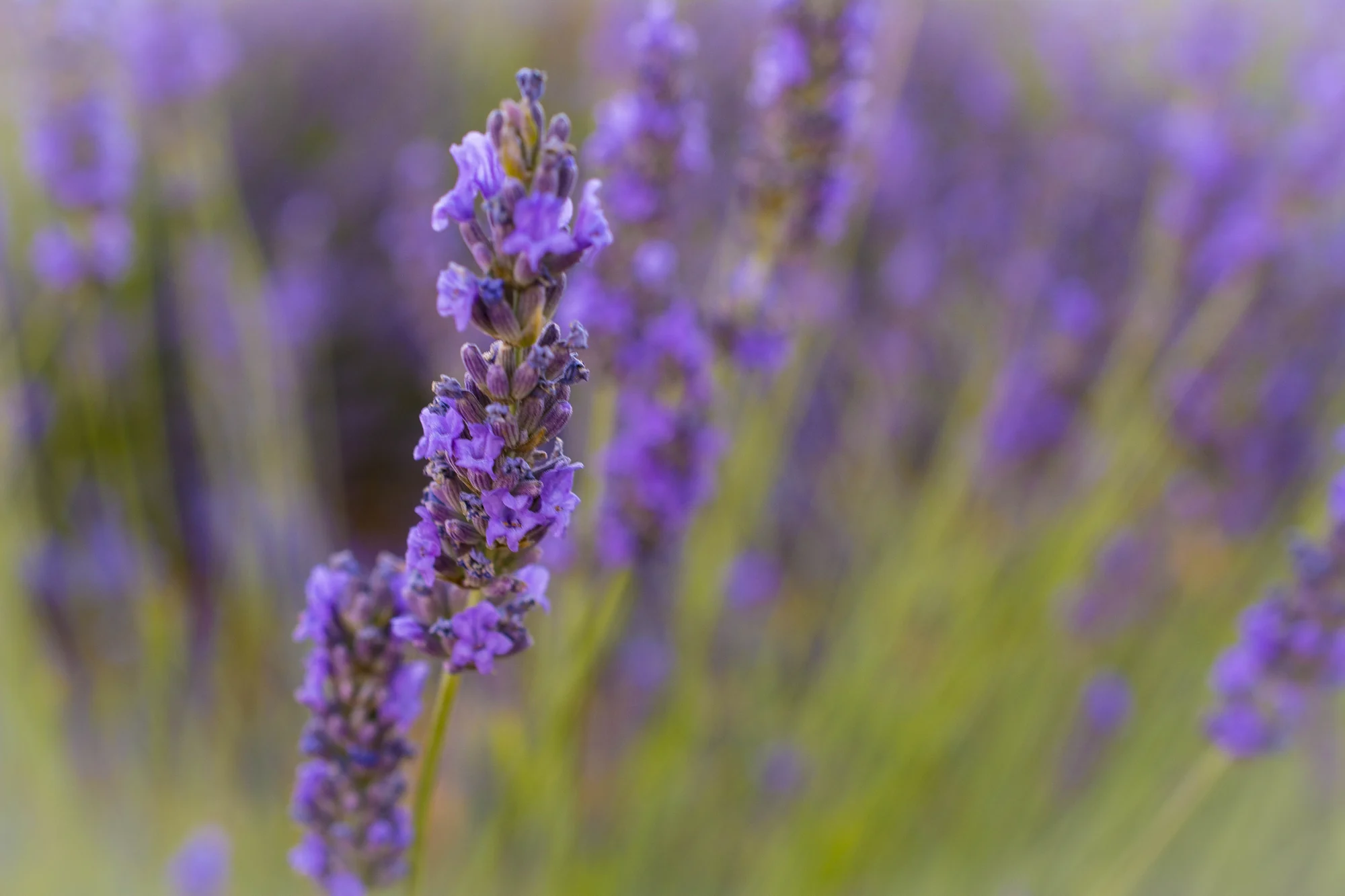 Espiga de lavanda en plena floración, el cultivo que tiñe de morado los campos de Brihuega