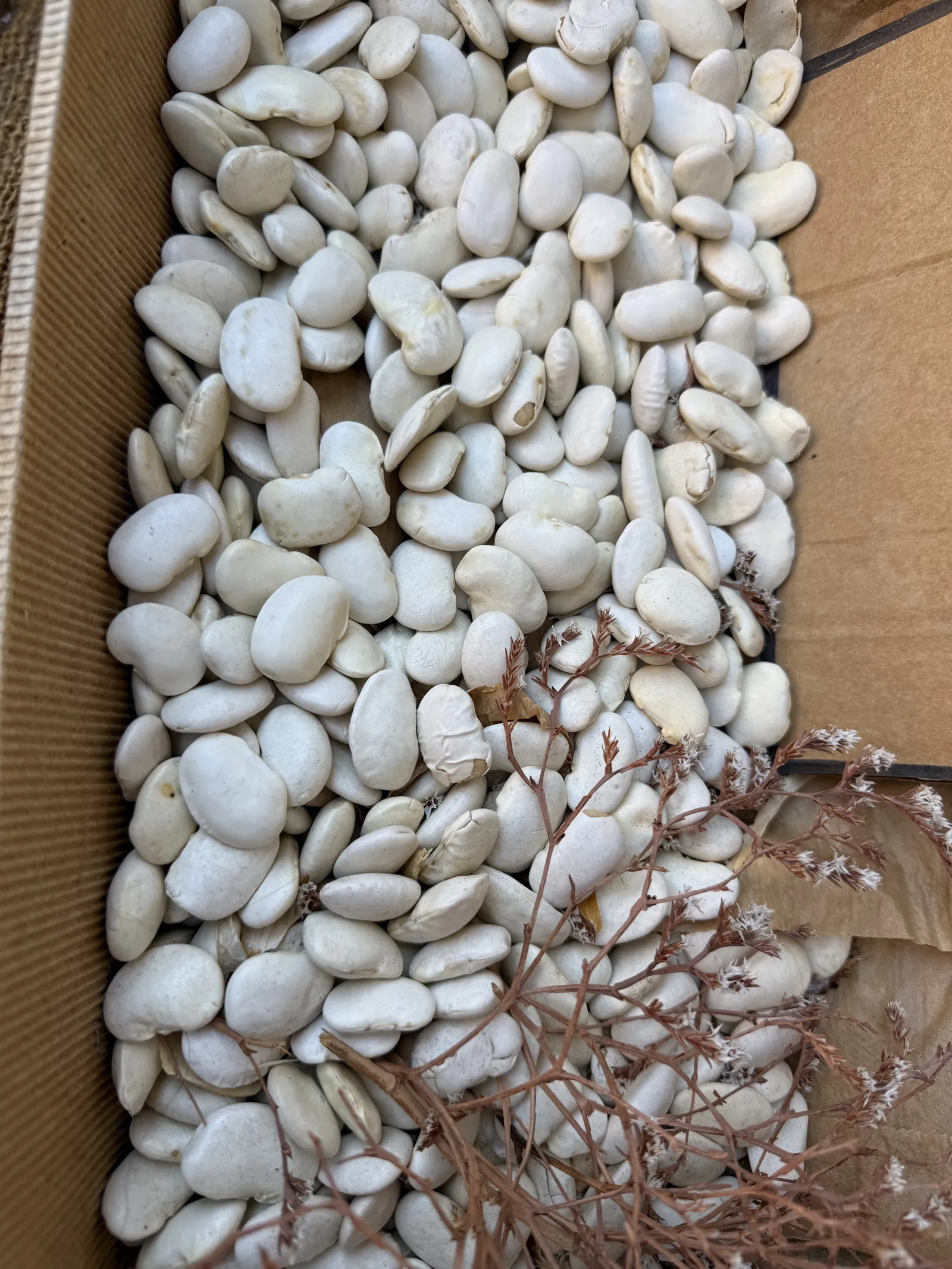Judiones de La Granja blancos y secos en una bandeja de cartón, listos para la venta en Segovia