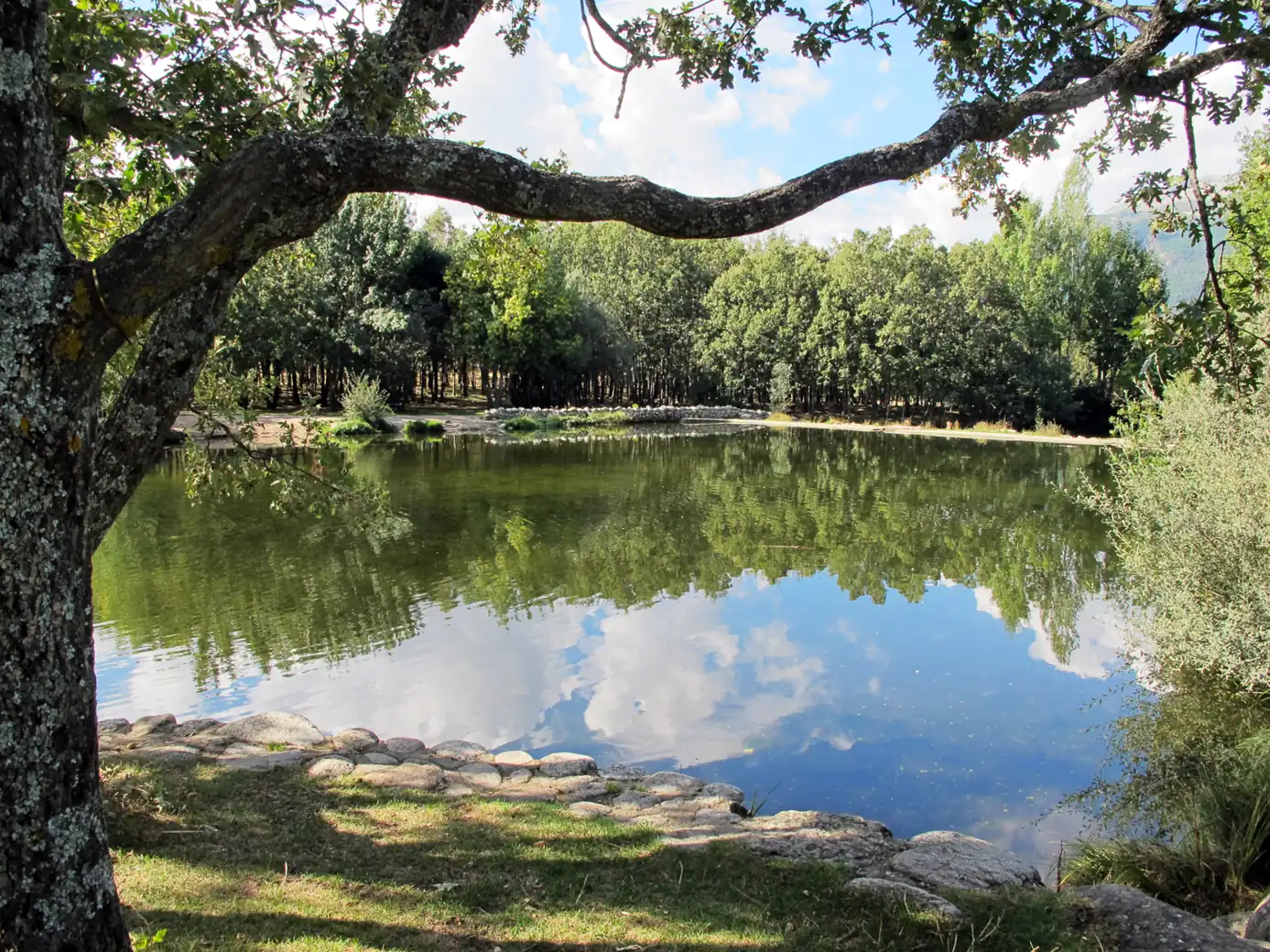 Poza de Las Presillas de Rascafría con el agua quieta reflejando los árboles, bajo la rama de un roble