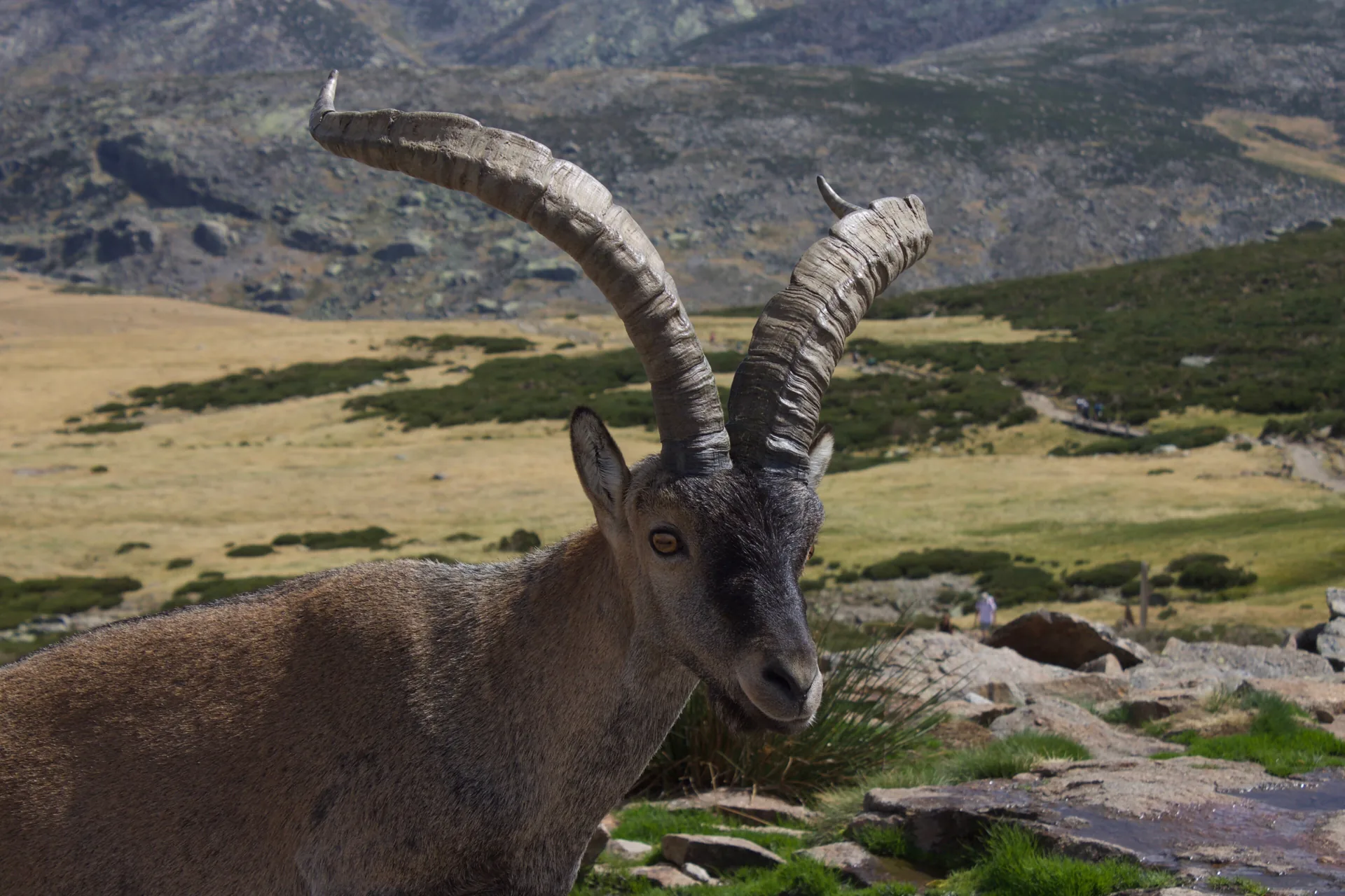 Sierra de Gredos