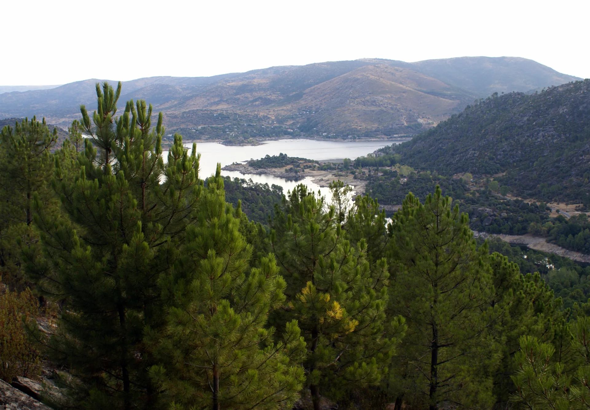 Embalse de El Burguillo visto desde la senda de la Lancha de las Víboras, en el Valle de Iruelas, entre pinos jóvenes y montes del valle del Alberche