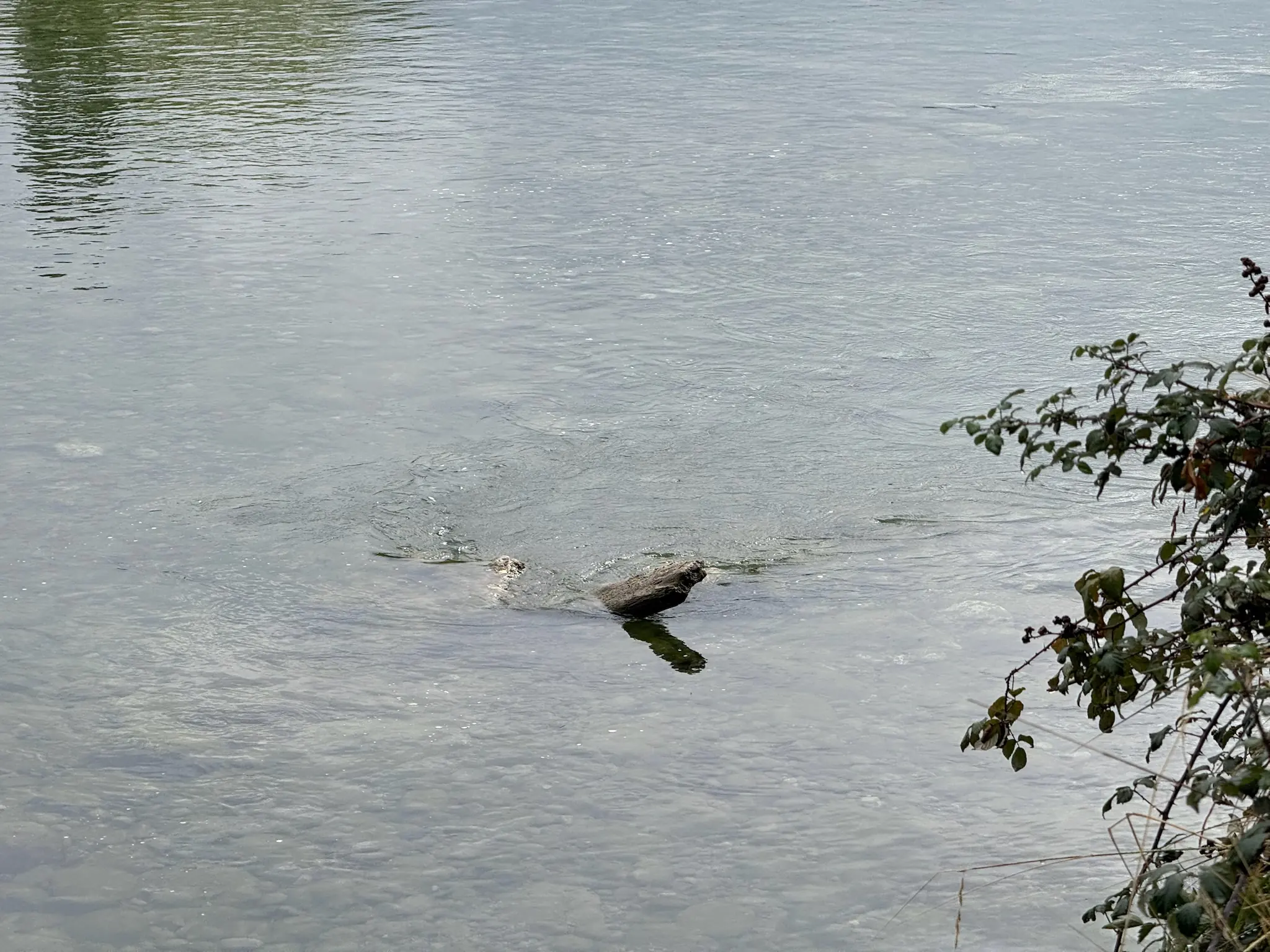 Agua tranquila del río con superficie reflectante, tronco flotante y ramas en la orilla cerca de Aínsa. Foto propia La Maleta Inquieta, octubre 2026