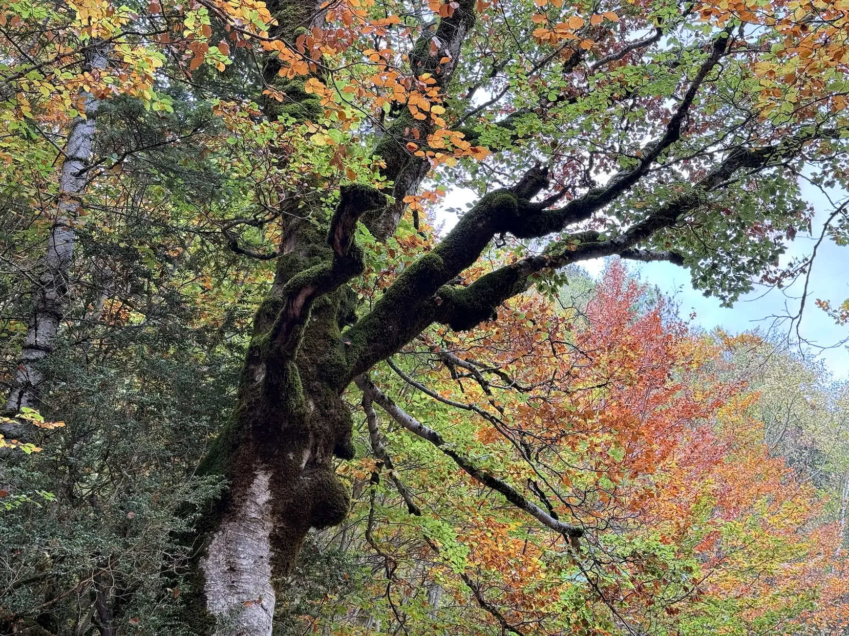 Árbol centenario con formas retorcidas y cubierto de musgo en el bosque otoñal de Ordesa. Foto propia La Maleta Inquieta, octubre 2026