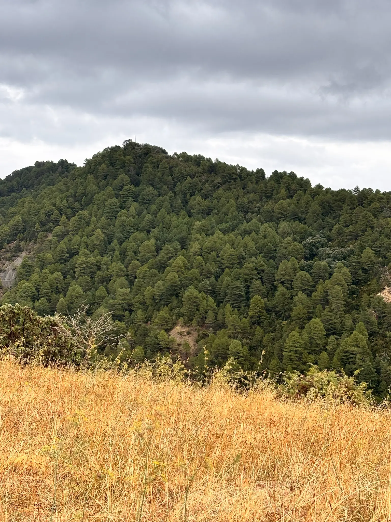 Monte boscoso con pasto dorado de otoño en primer plano cerca de Boltaña en el Sobrarbe. Foto propia La Maleta Inquieta, octubre 2026