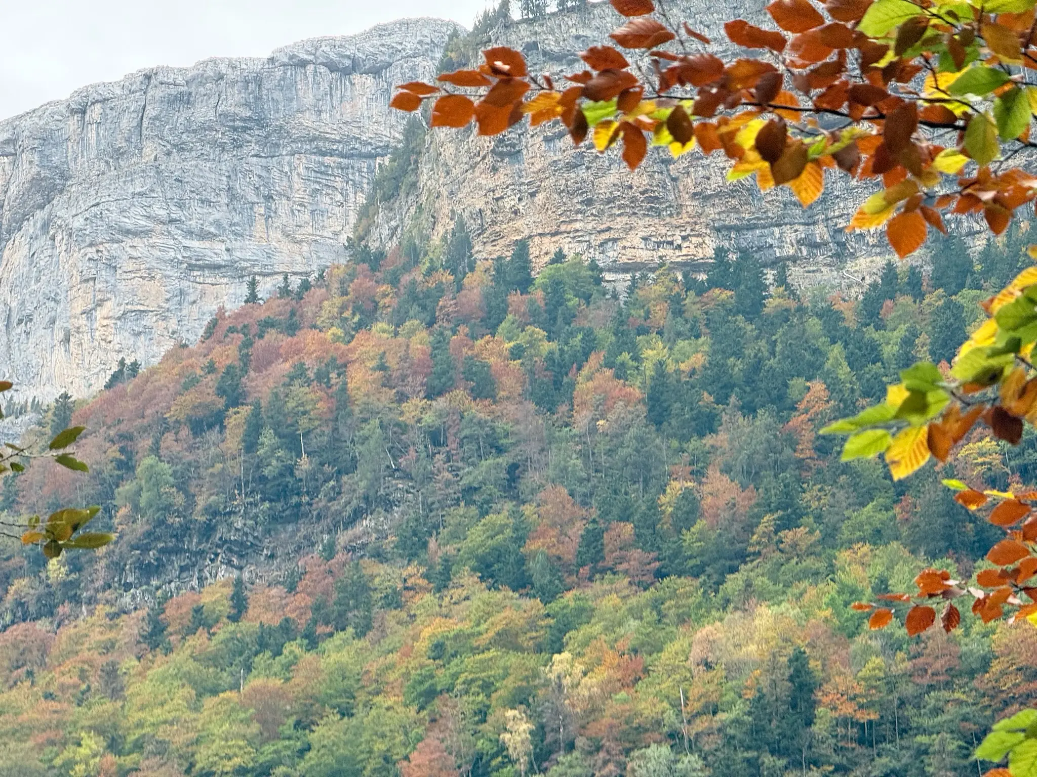 Bosque de otoño en la ladera del valle de Ordesa con hojas doradas en primer plano y pared rocosa al fondo. Foto propia La Maleta Inquieta, octubre 2026
