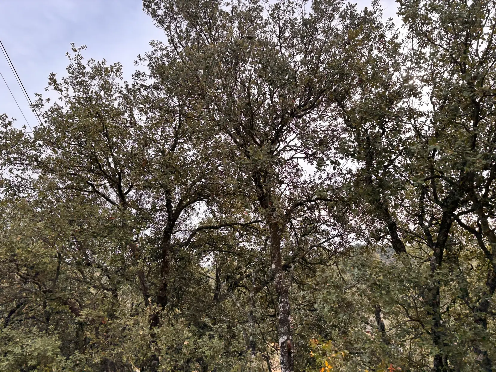Bosque denso de robles y encinas en la Sierra de Guara con dosel cerrado y sotobosque mediterráneo. Foto propia La Maleta Inquieta, octubre 2026