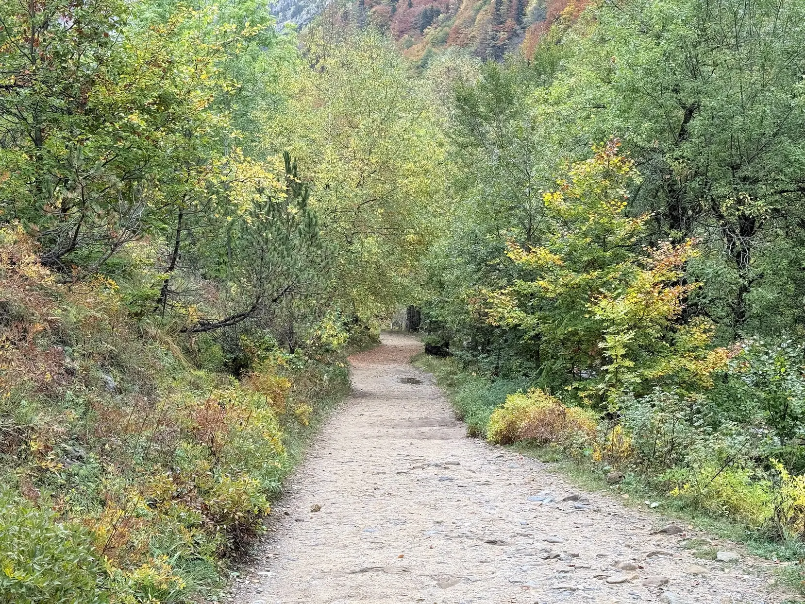 Camino ancho en el fondo del valle de Ordesa rodeado de vegetación. Foto propia La Maleta Inquieta, octubre 2026