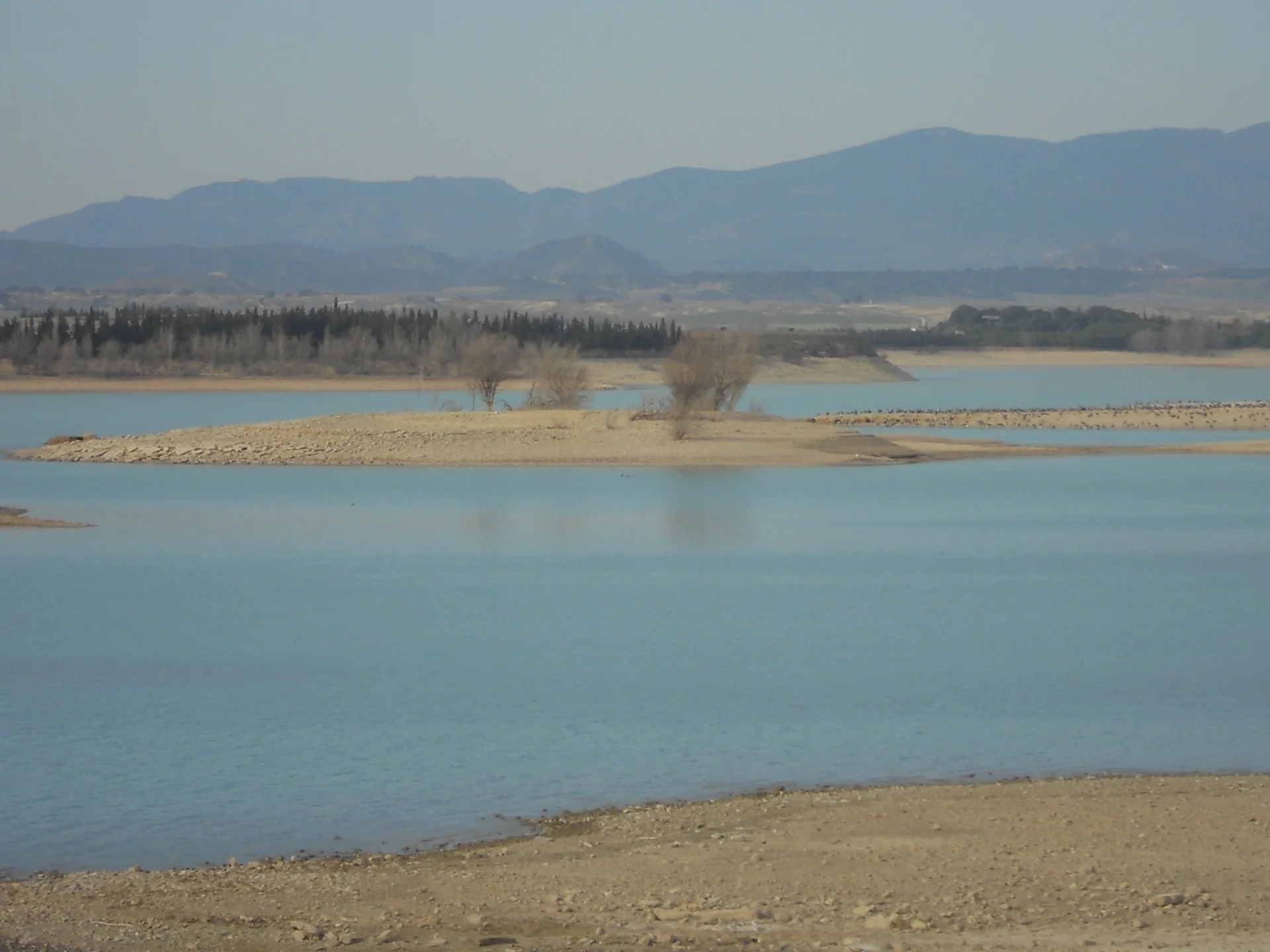 Bandada de grullas posadas en una lengua de tierra del embalse de la Sotonera, con la sierra al fondo
