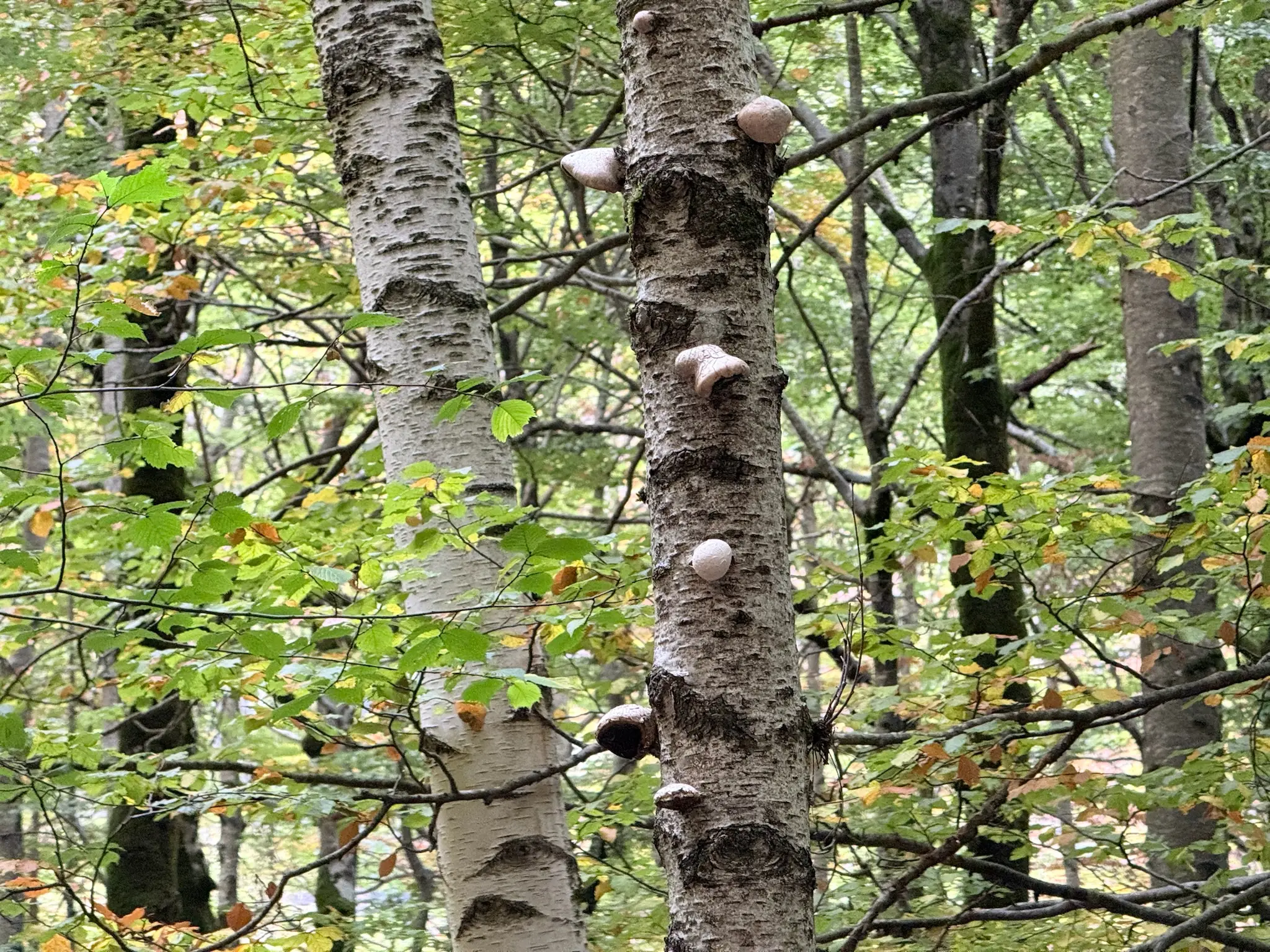 Detalle del tronco de una haya con hongos de repisa en el interior del bosque de Ordesa. Foto propia La Maleta Inquieta, octubre 2026